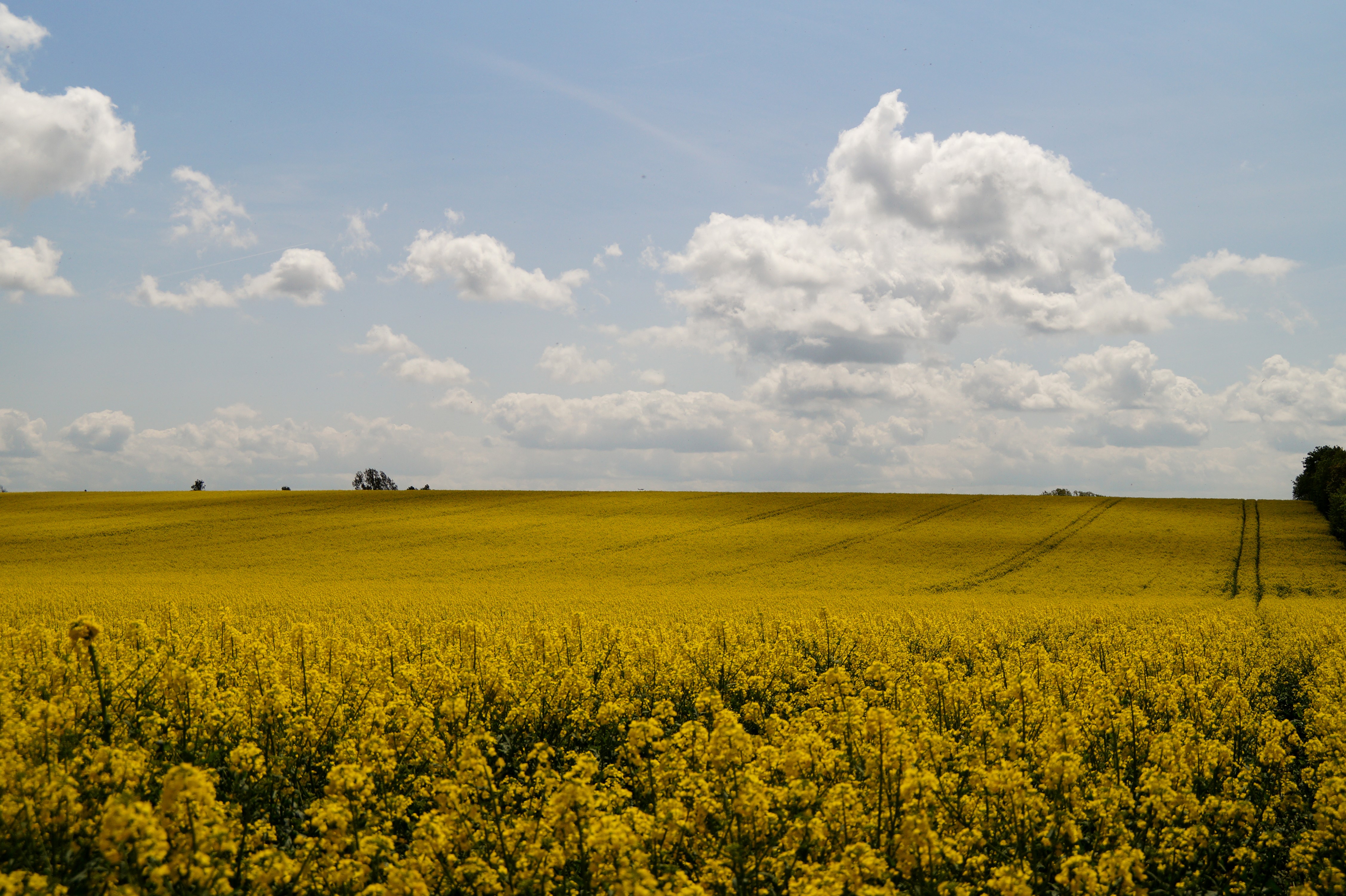 Field of Rapeseed under a Cloudy Sky HD Wallpaper