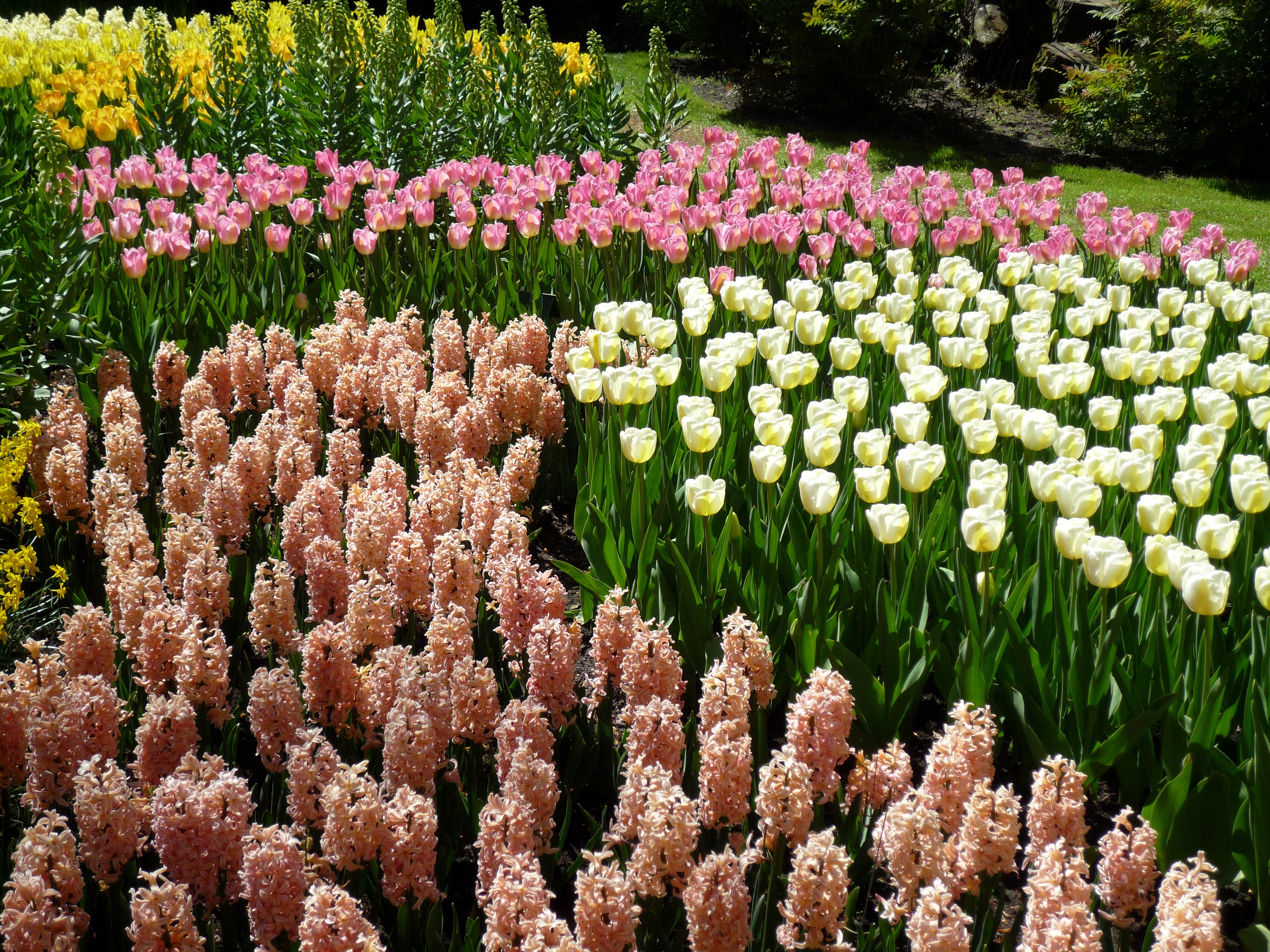 Keukenhof Gardens with Tulips and Hyacinths HD Wallpaper
