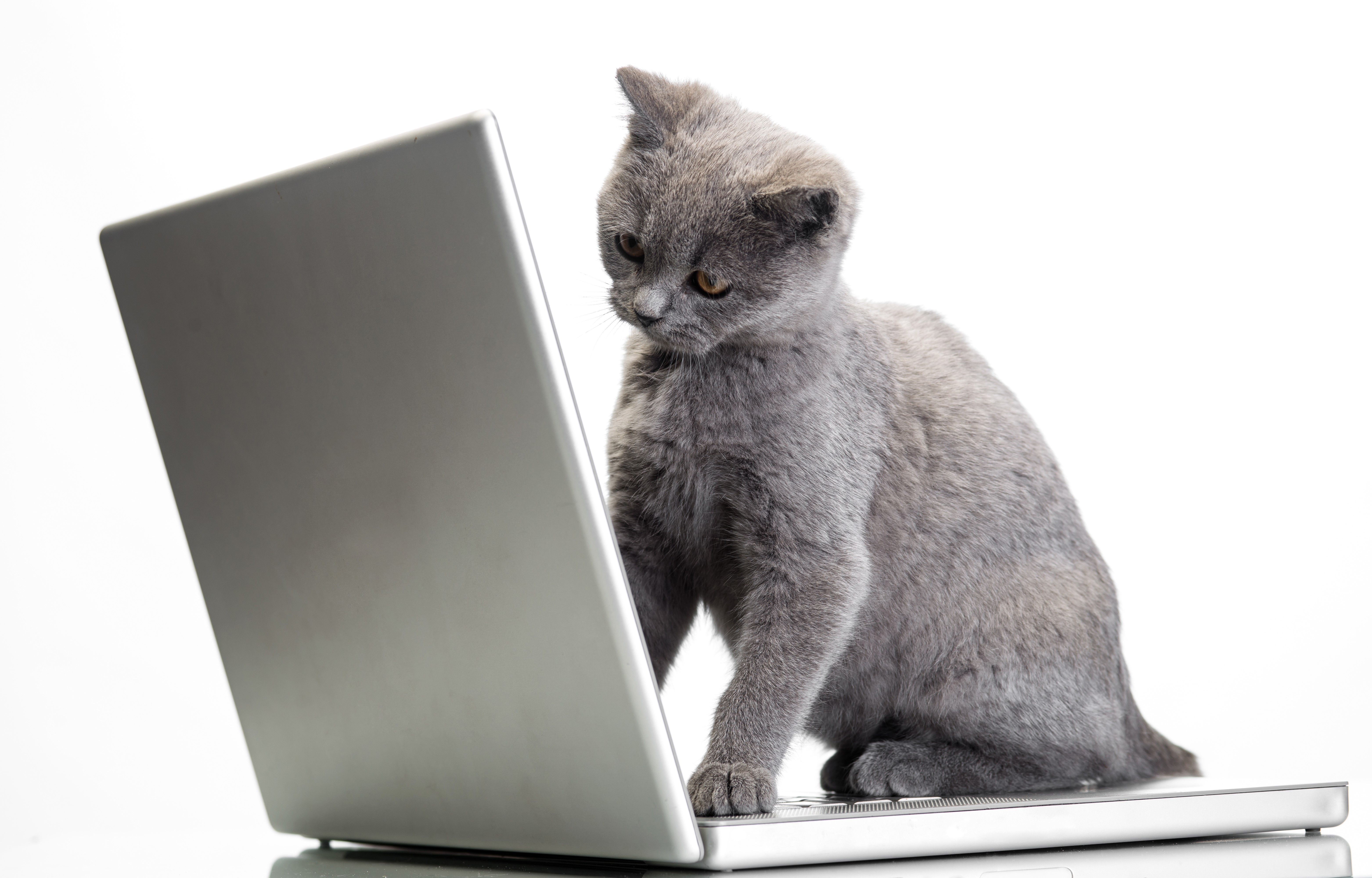 Grey kitten on a laptop HD Wallpaper