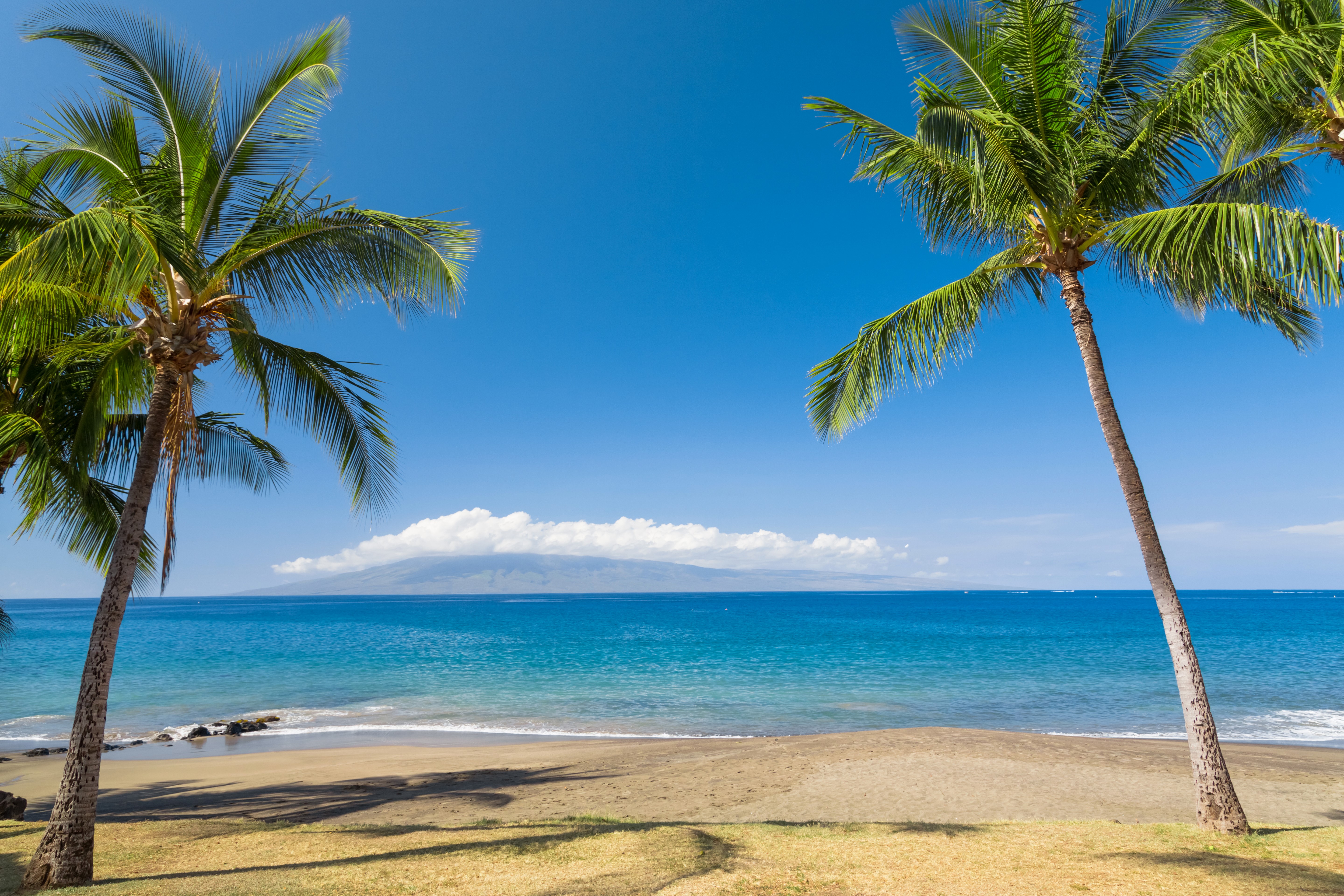 Palm Trees on a Hawaiian Beach Overlooking the Ocean HD Wallpaper