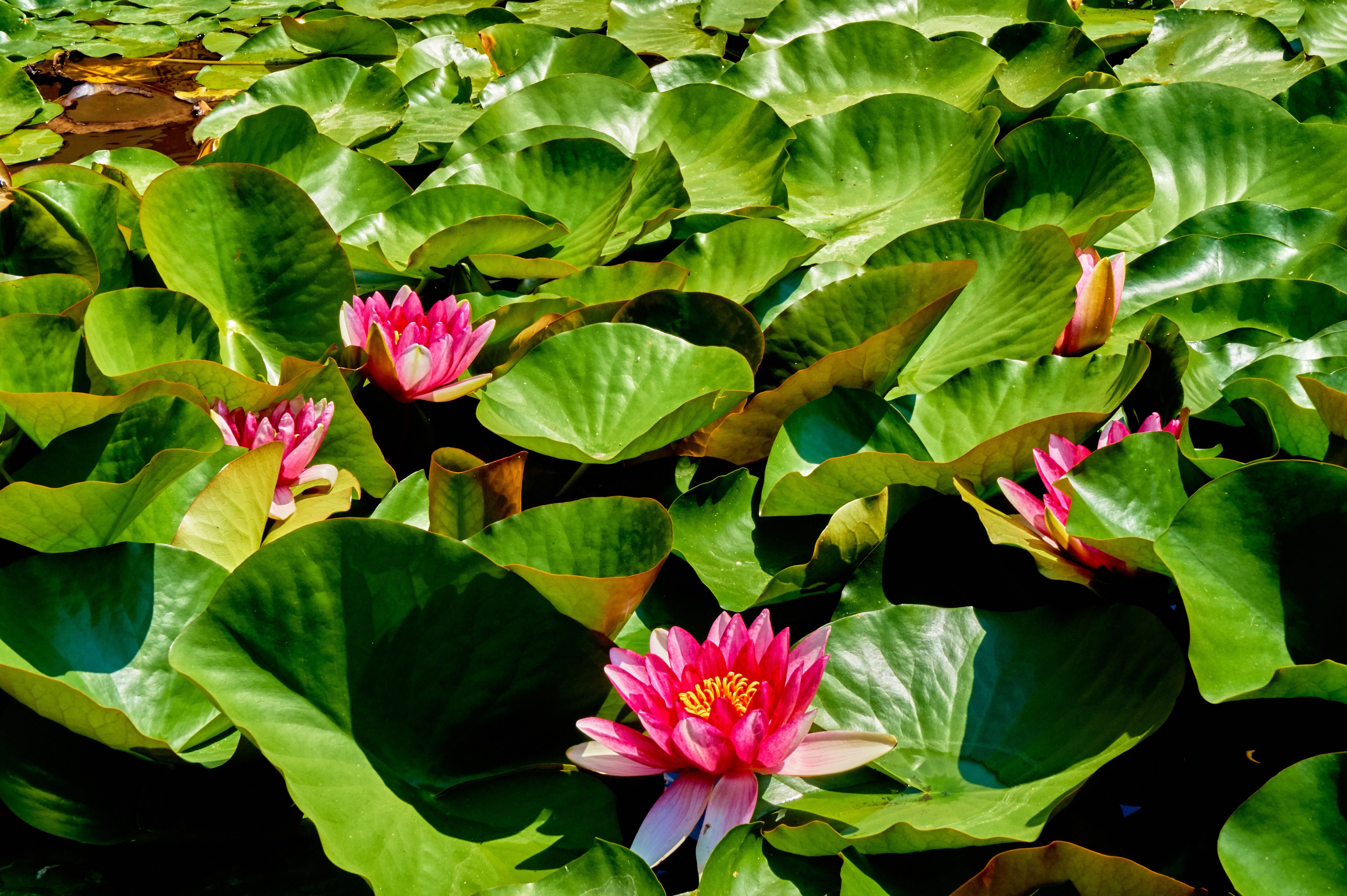 Water lilies and foliage on water HD Wallpaper