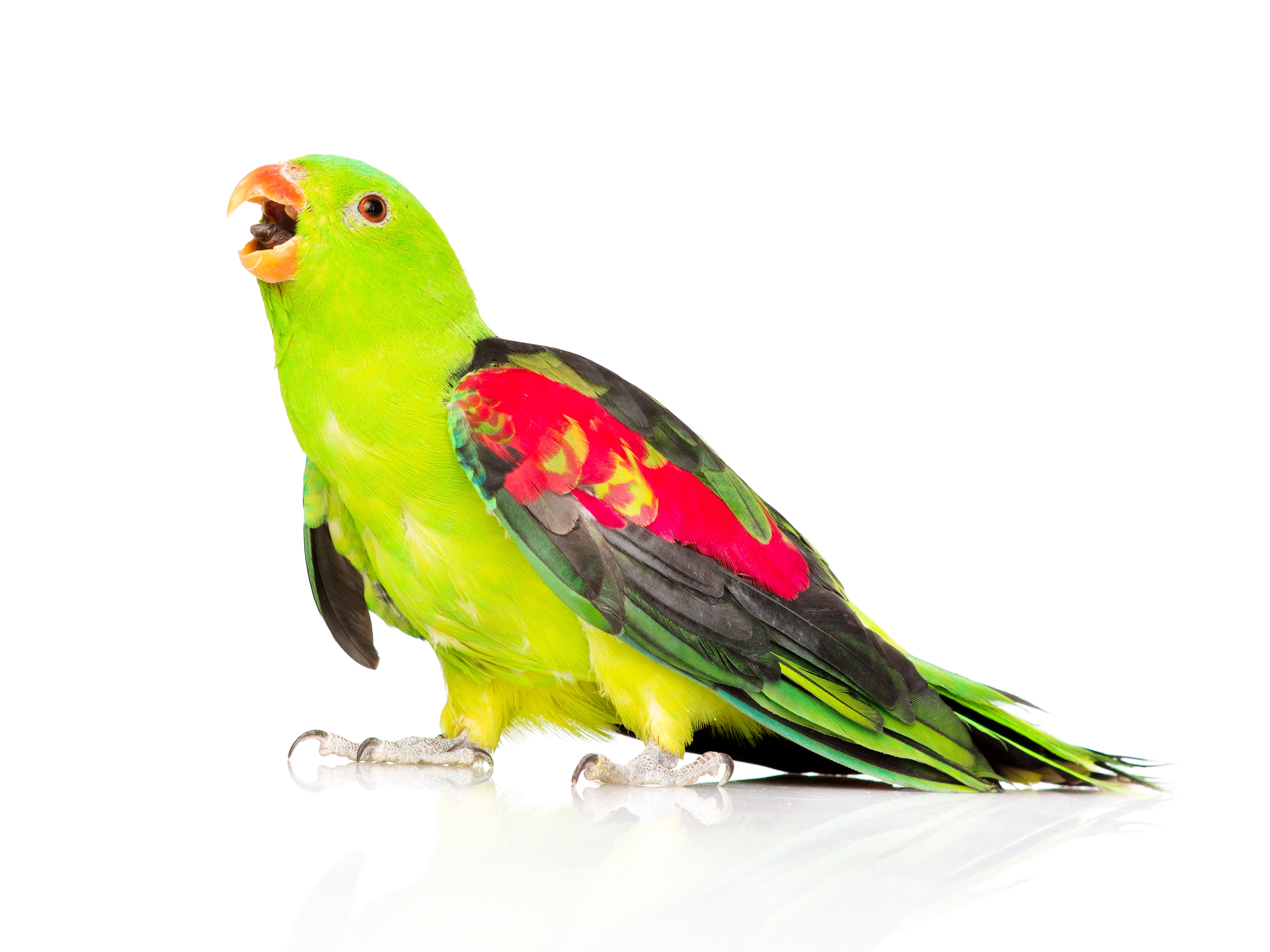4K Green parrot with red wing feathers HD Wallpaper