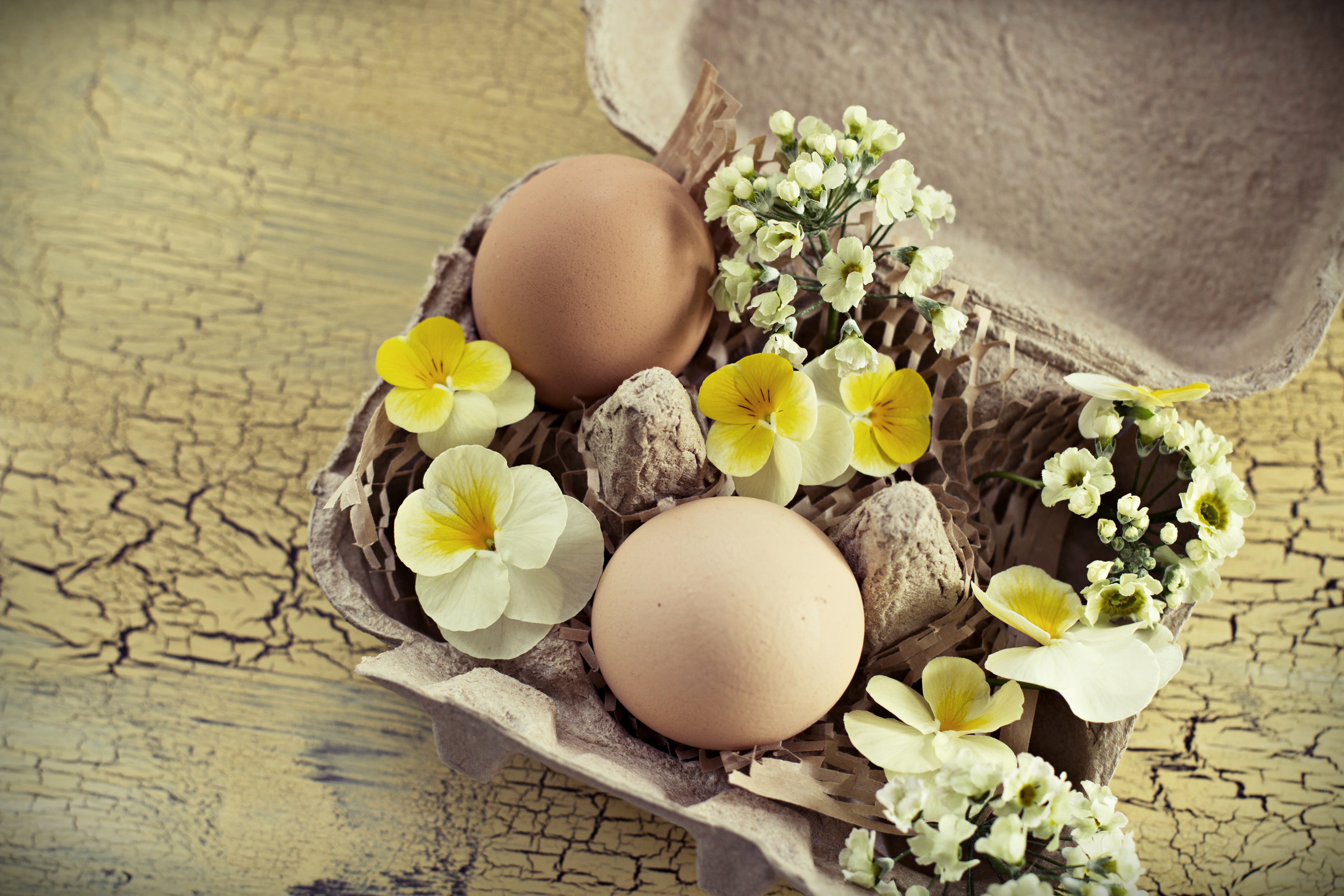 Easter eggs and pansies in an egg carton HD Wallpaper