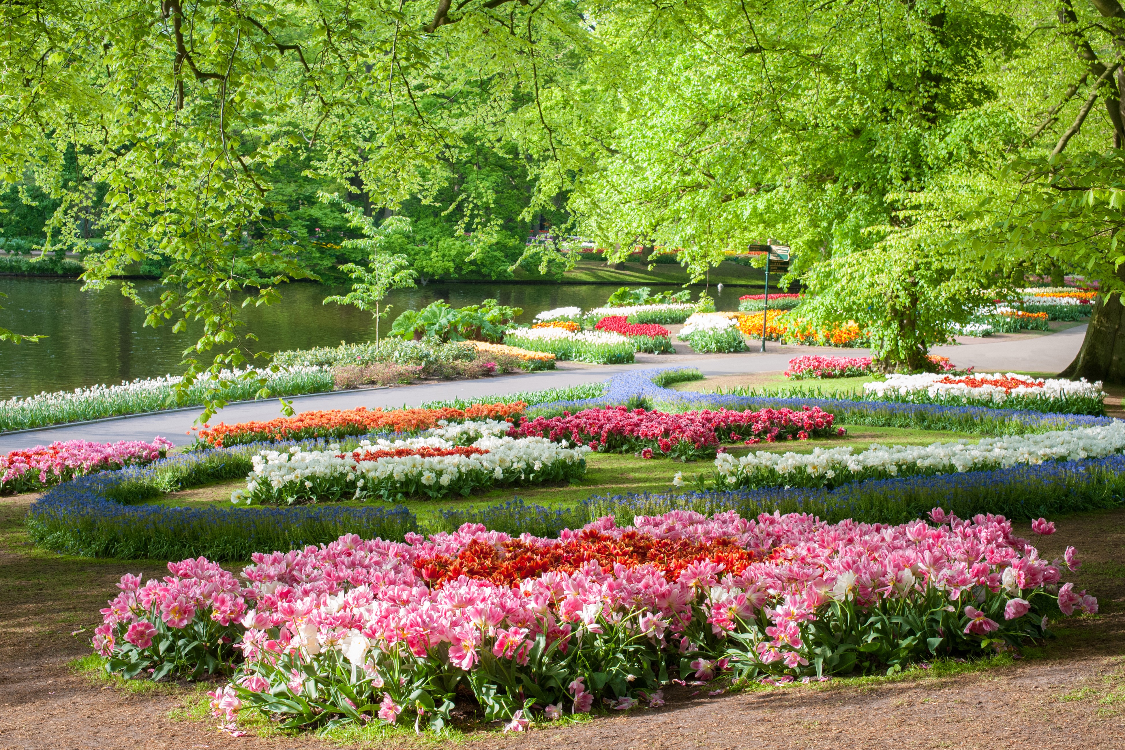 4K Keukenhof Gardens Tulips Netherlands HD Wallpaper