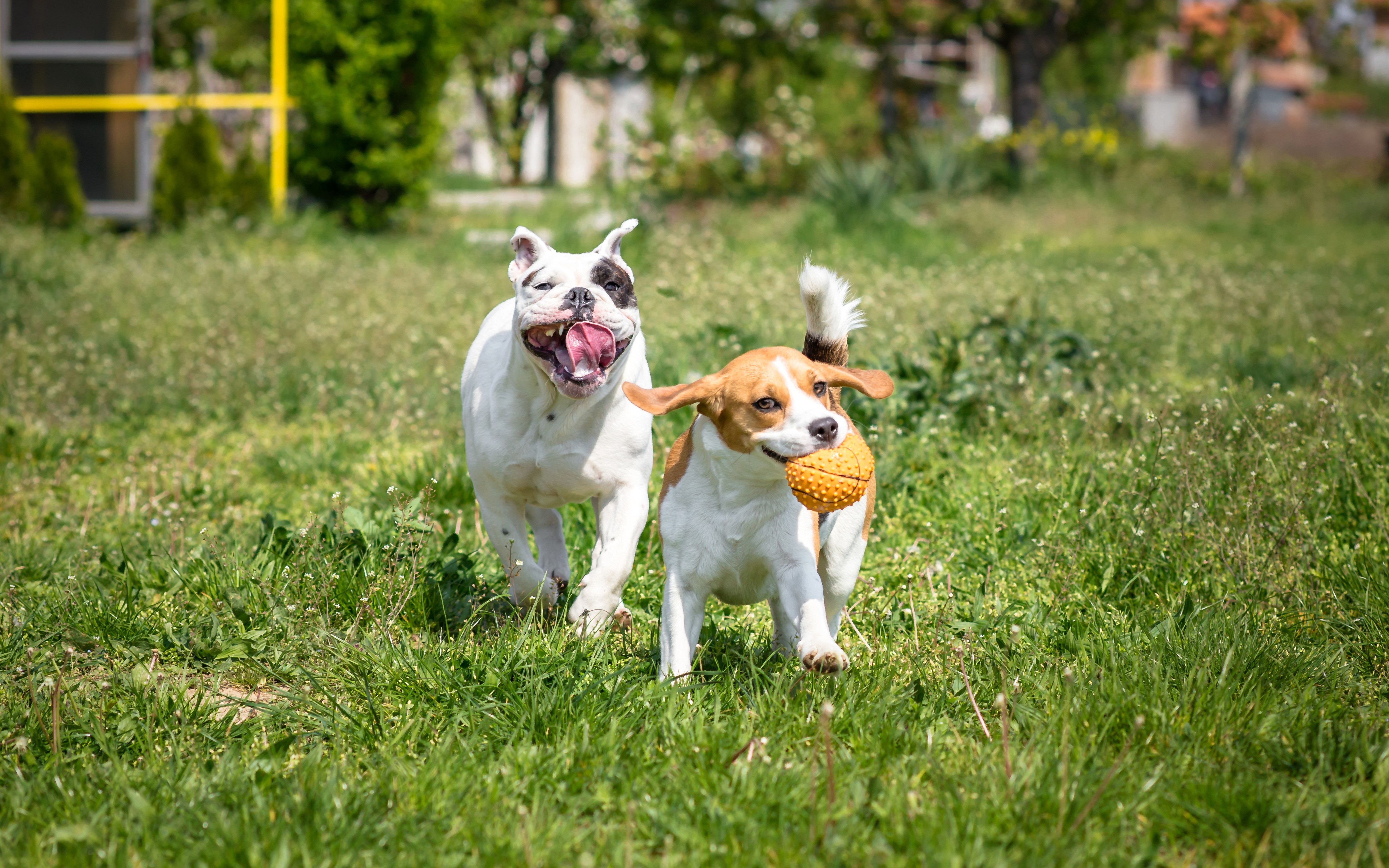 Two dogs running on grass HD Wallpaper