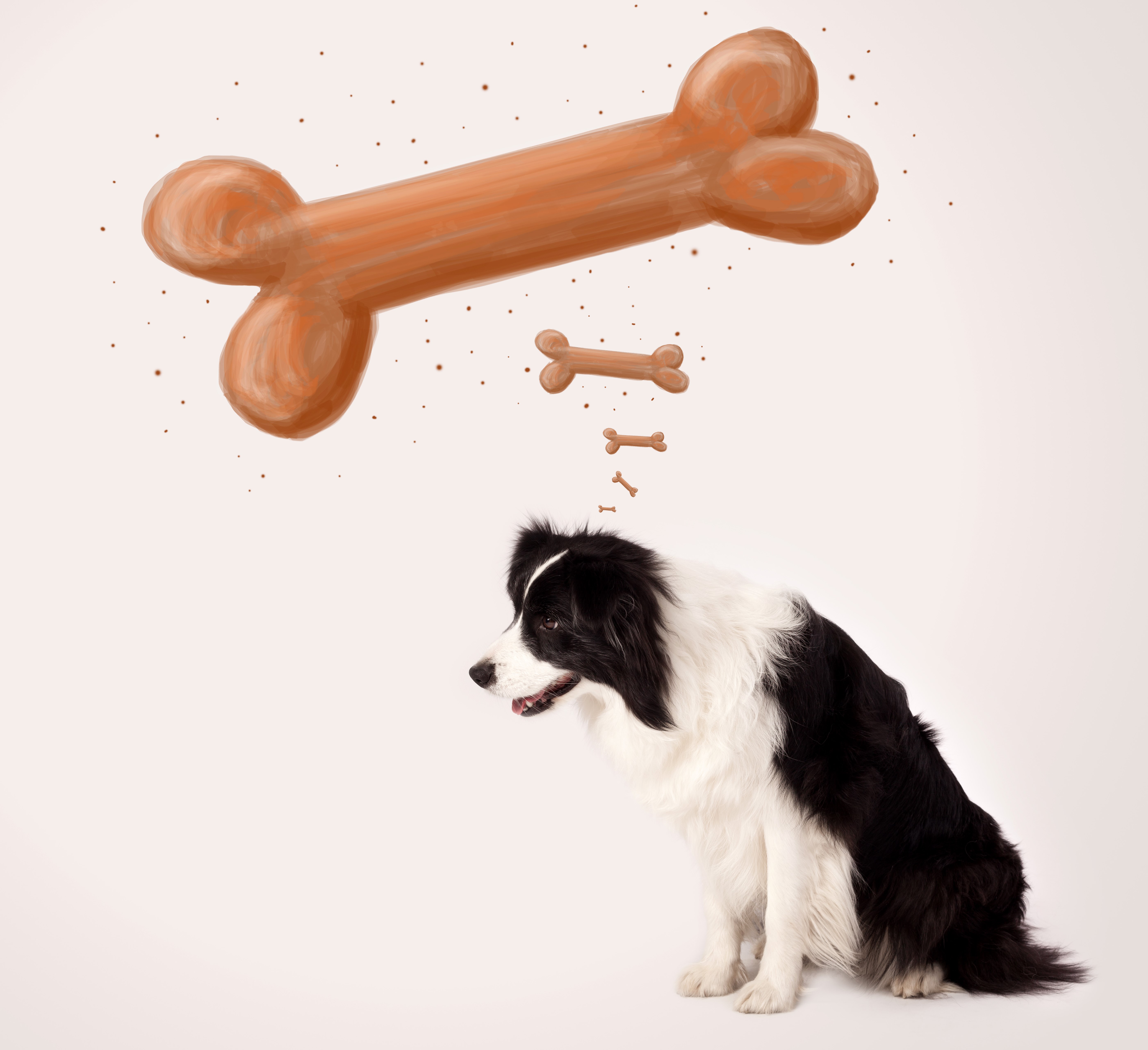Border Collie Dog Dreaming of Bones HD Wallpaper