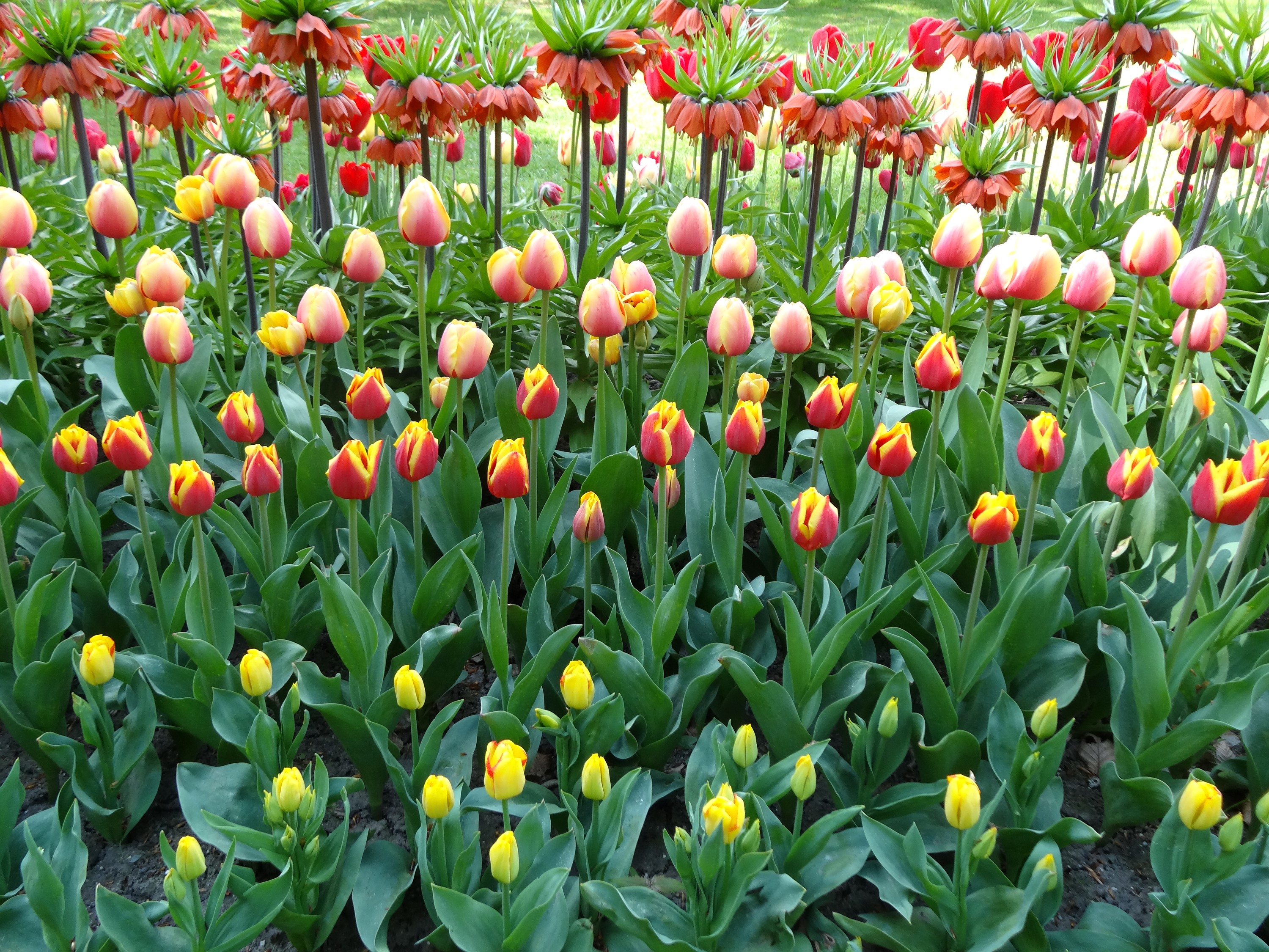 Field of Red and Yellow Tulips and Crown Imperials HD Wallpaper