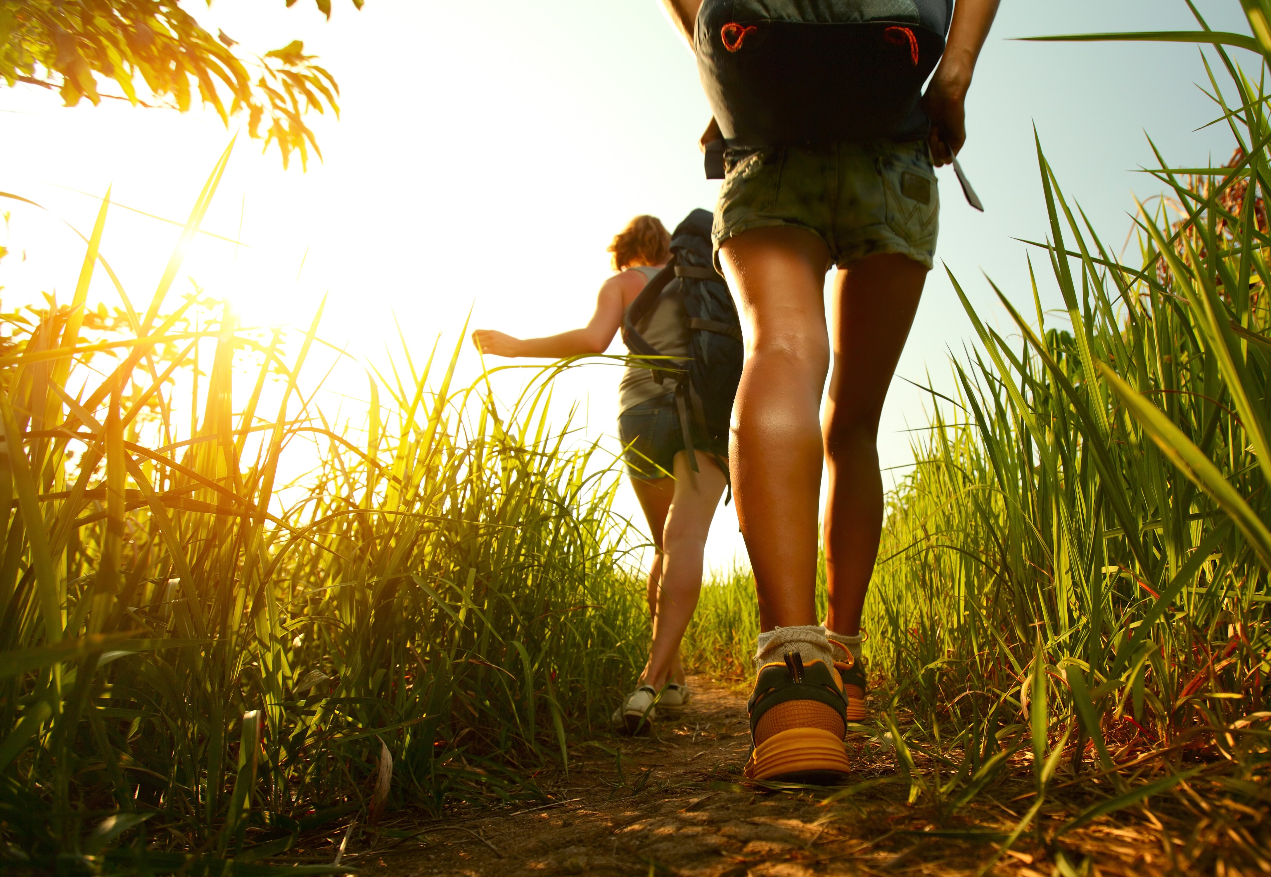 Two hikers walking on a path through tall grass HD Wallpaper