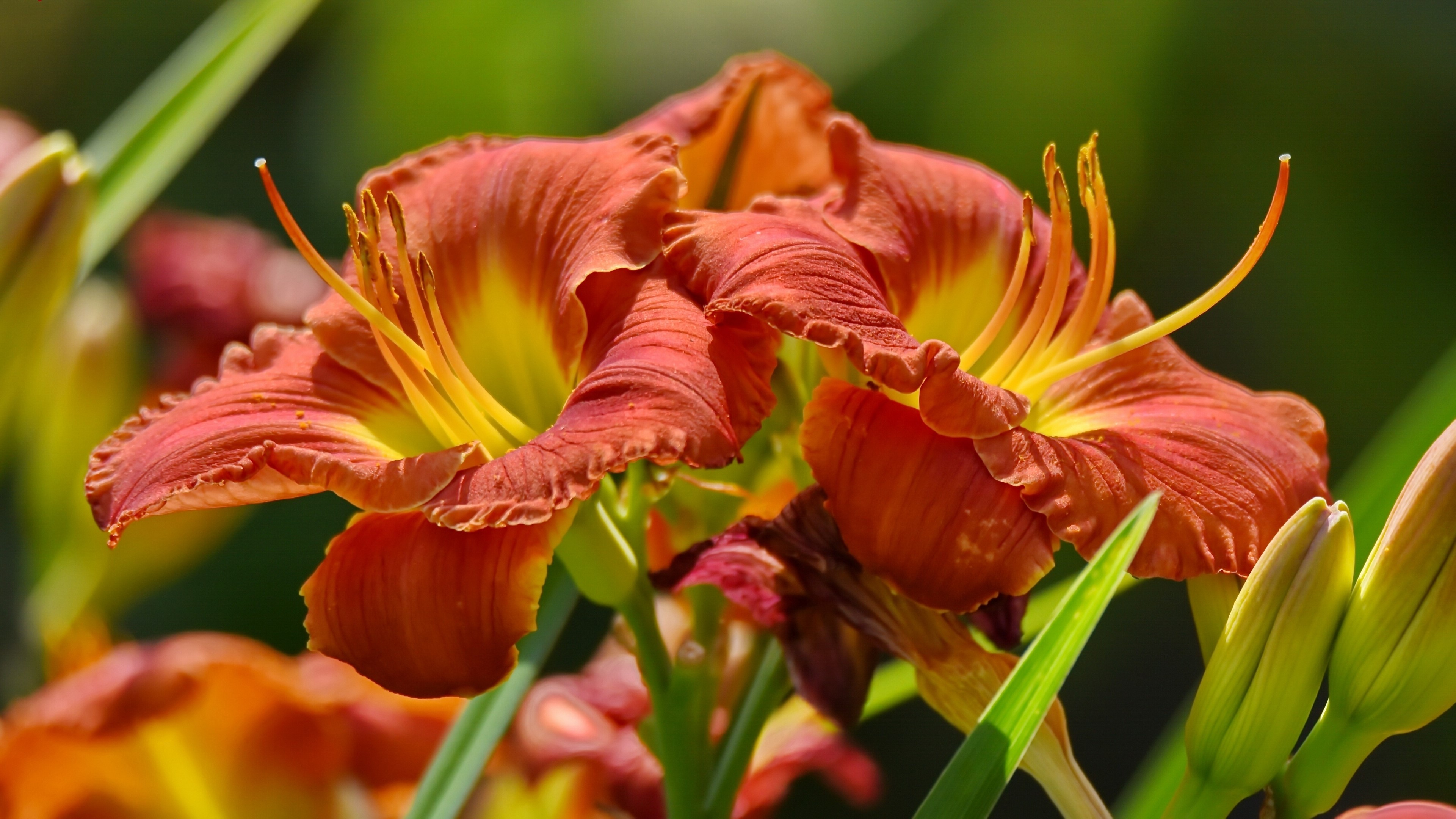 Two Orange Daylilies in Close-up HD Wallpaper