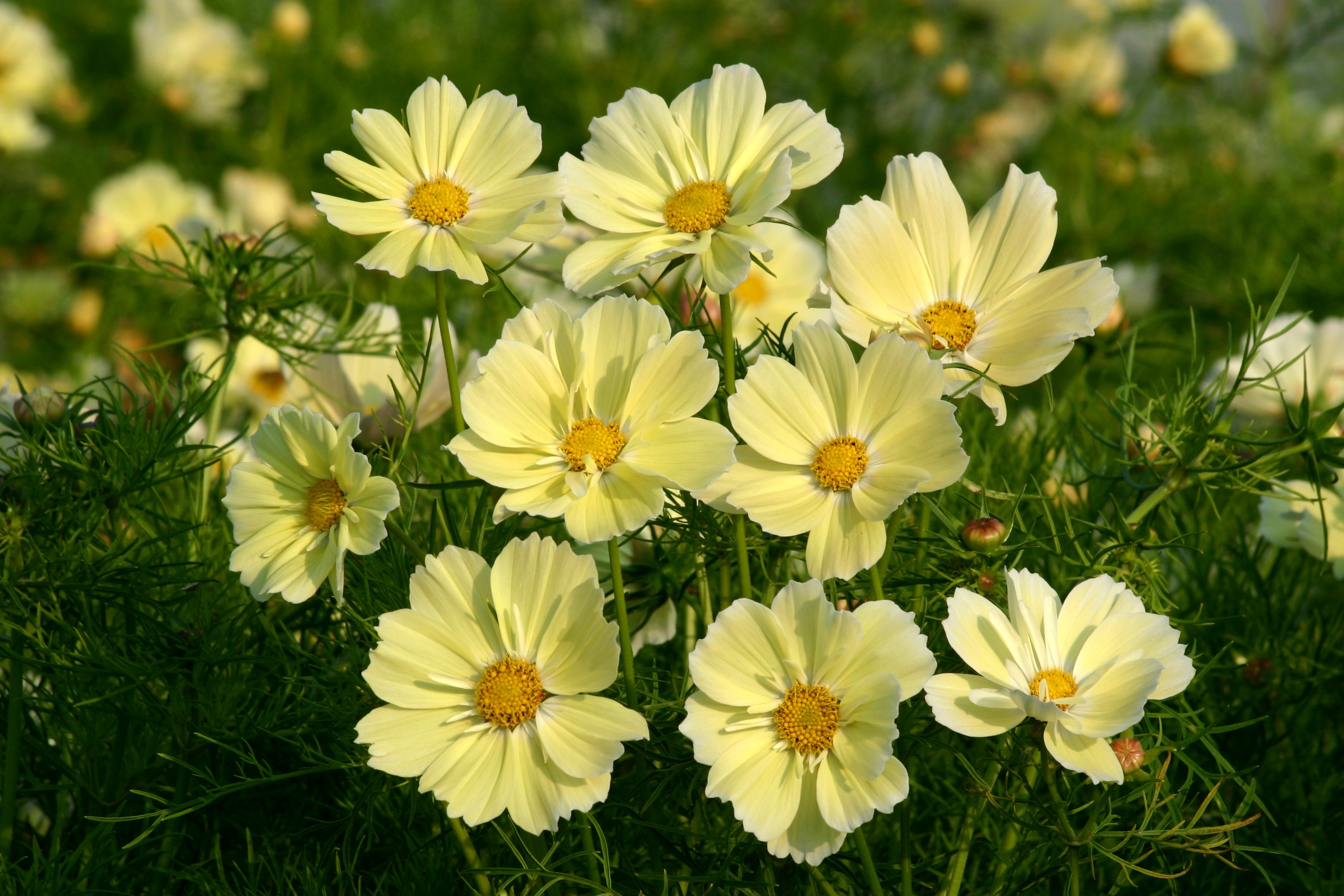 Yellow Cosmos flowers in a field HD Wallpaper