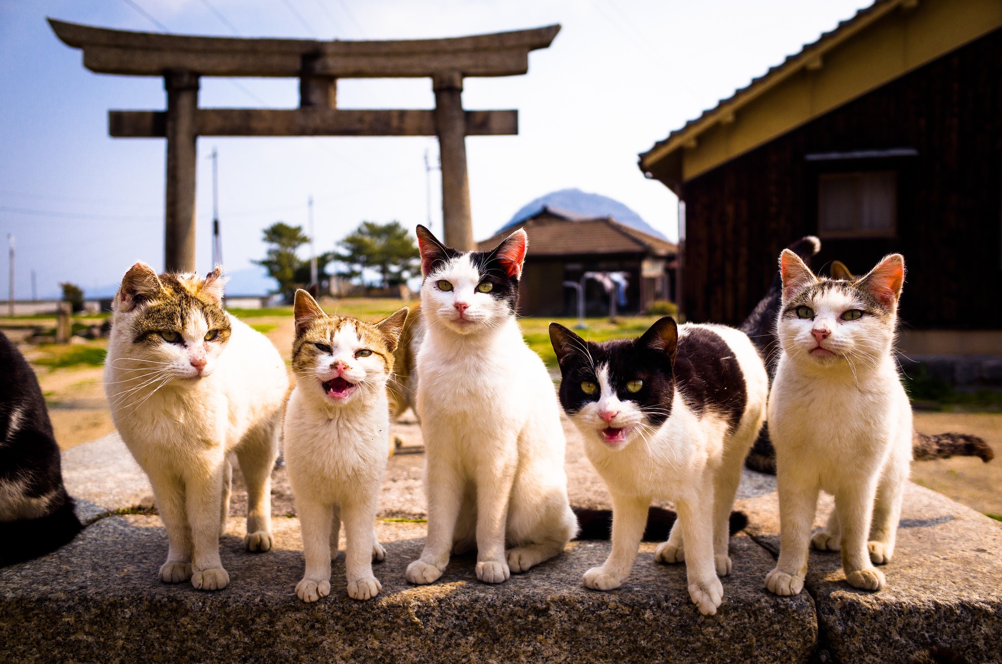 Five cats in front of a Japanese Torii gate HD Wallpaper
