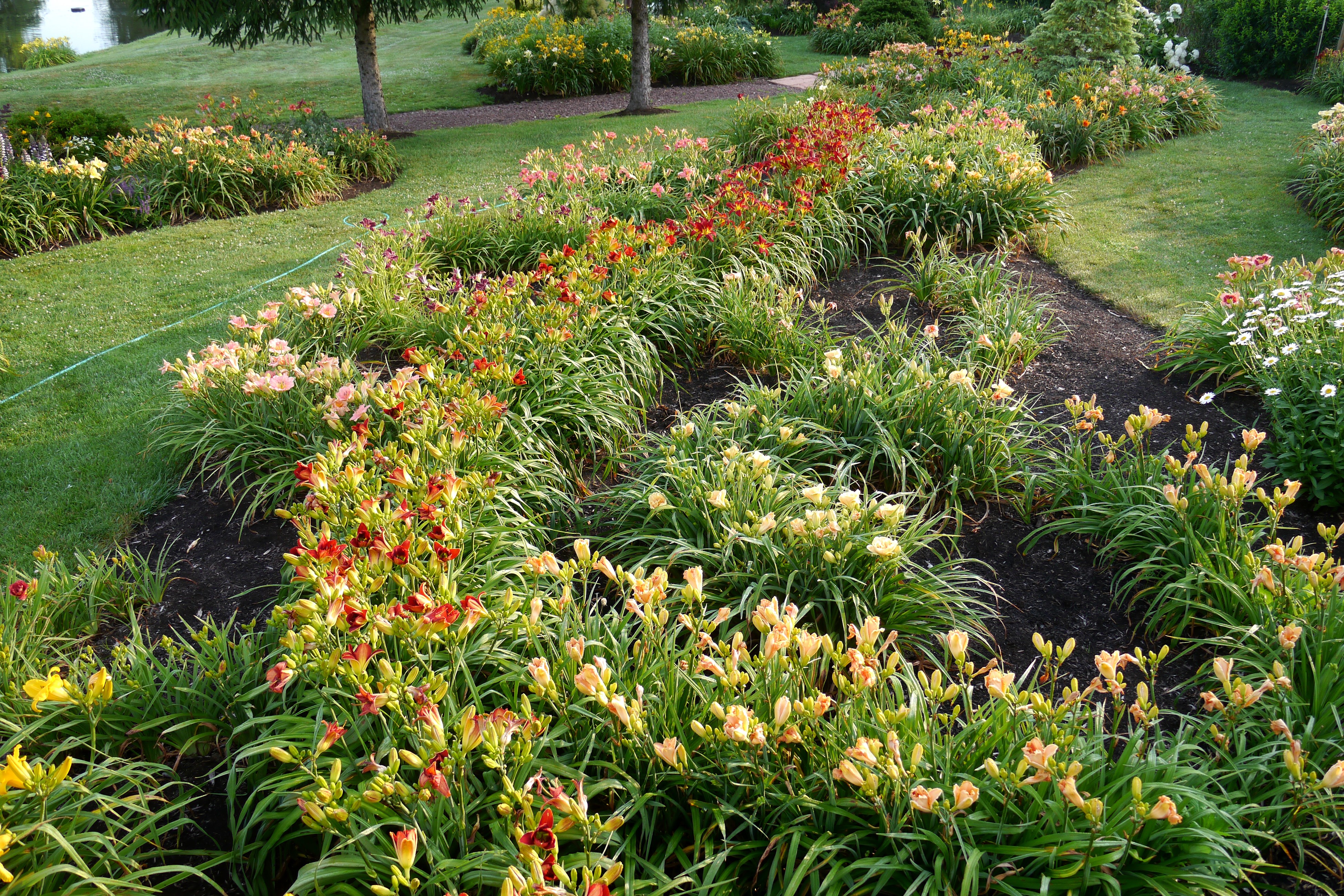 Park with Daylilies and Pond HD Wallpaper