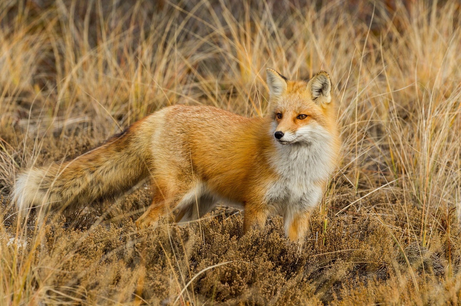 Red fox standing in dry grass HD Wallpaper