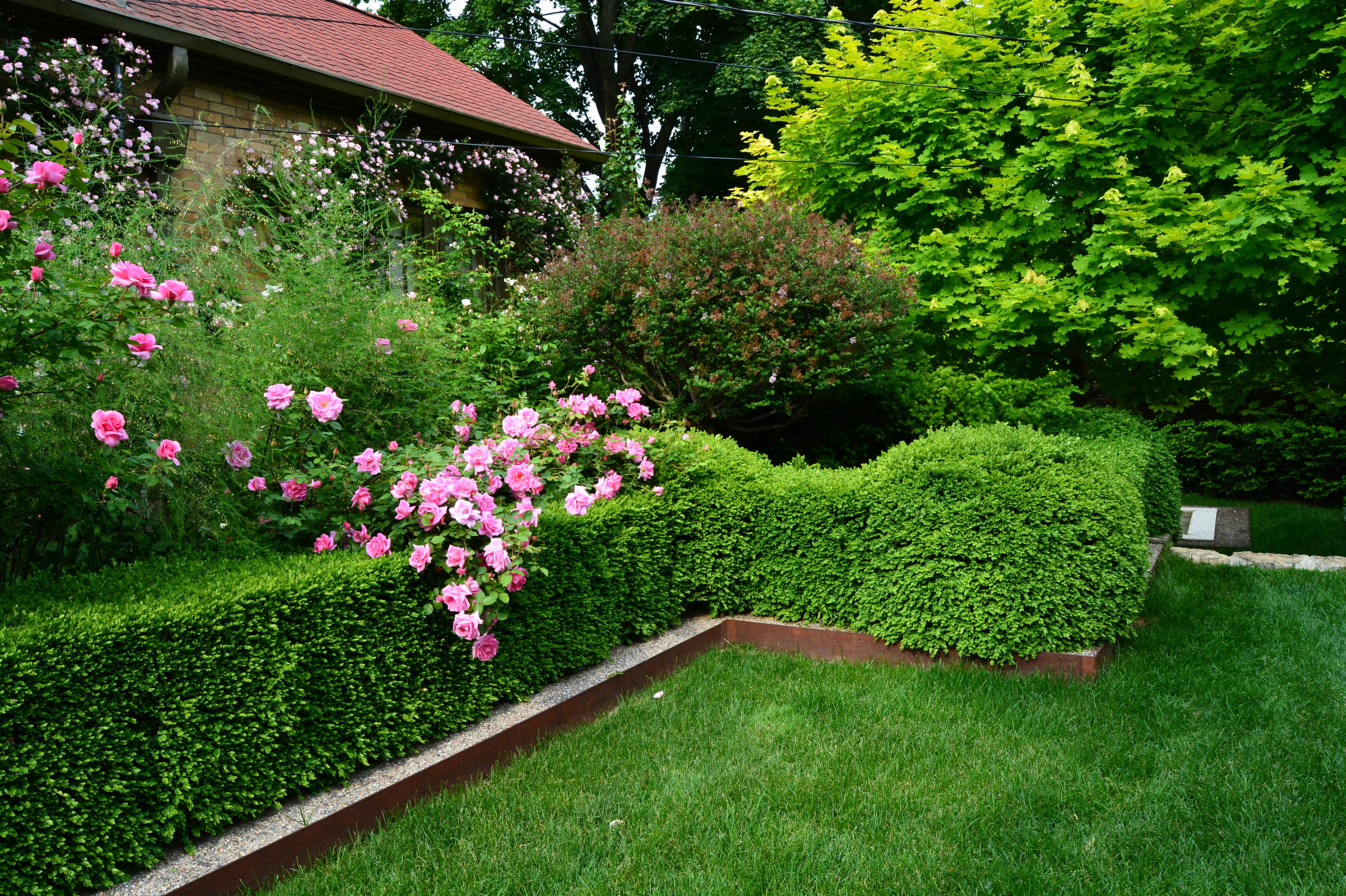 Garden with pink roses and manicured hedges HD Wallpaper