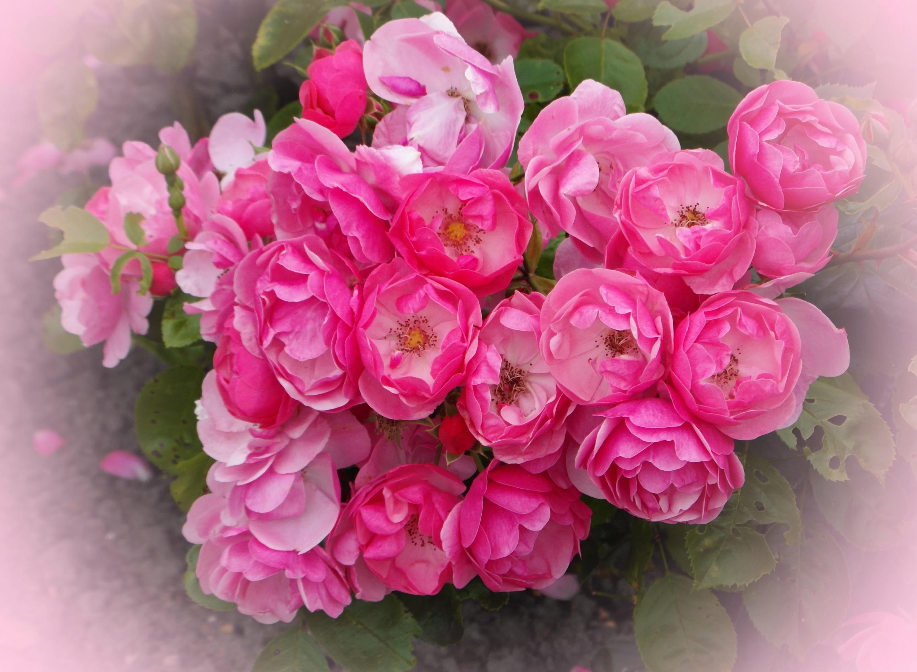 A cluster of vibrant pink roses in full bloom HD Wallpaper