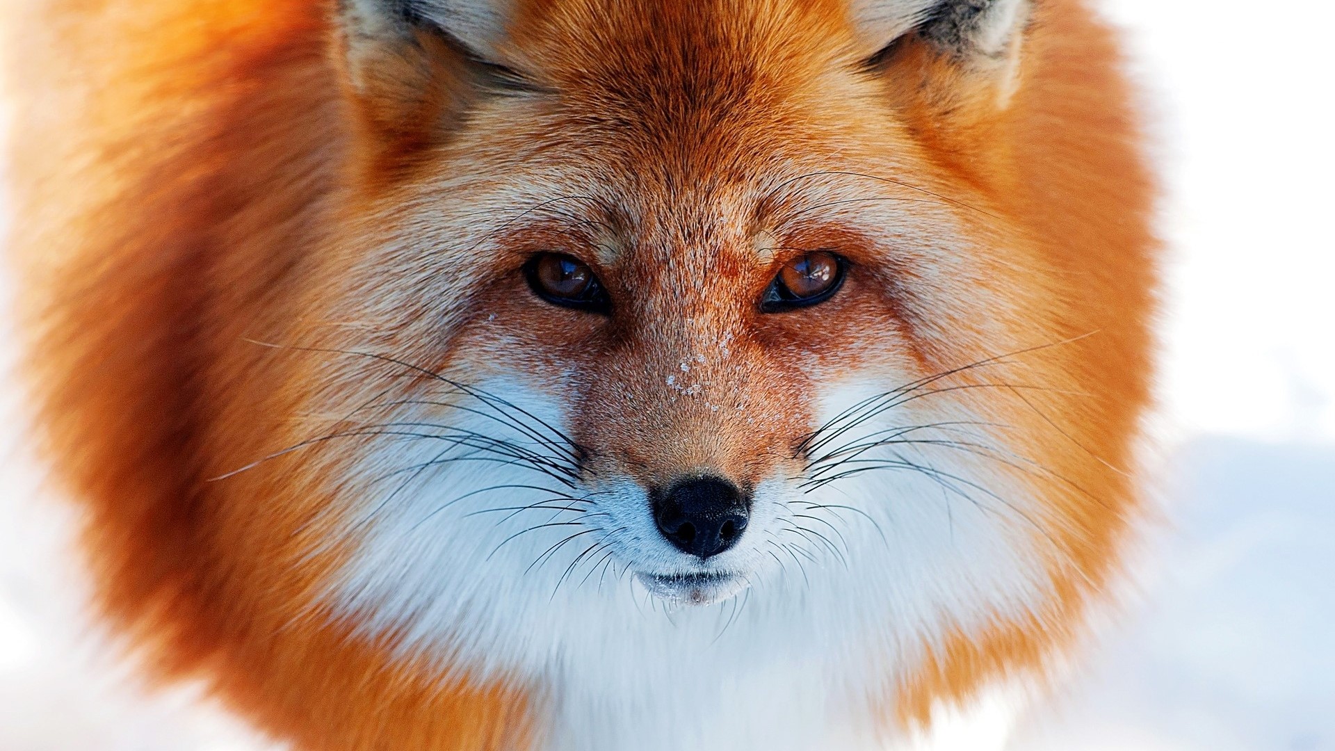 Close-up of a Red Fox's Face in Snow HD Wallpaper