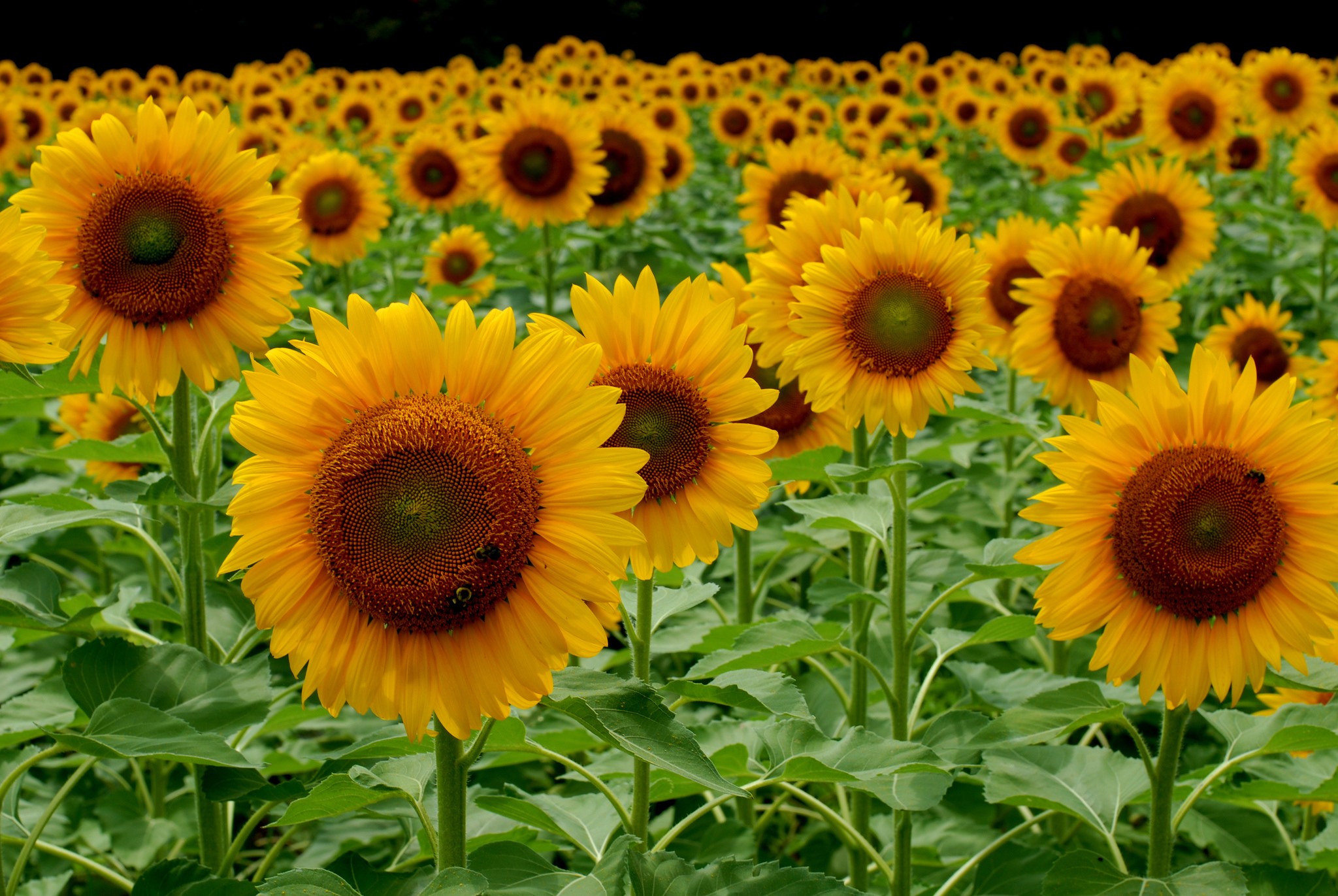 Field of Sunflowers HD Wallpaper