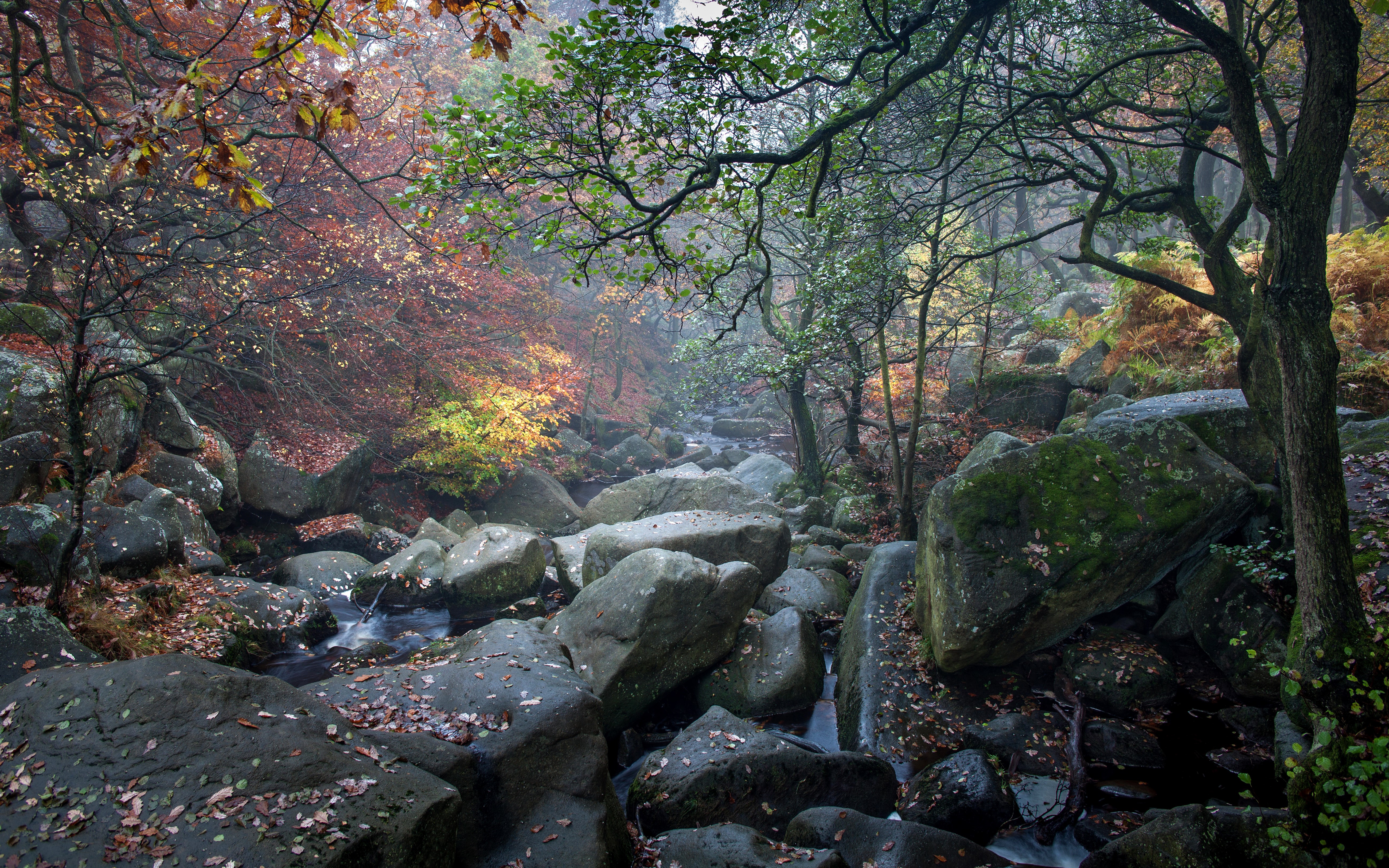 Autumn forest with stream and rocks in Padley Gorge, UK HD Wallpaper