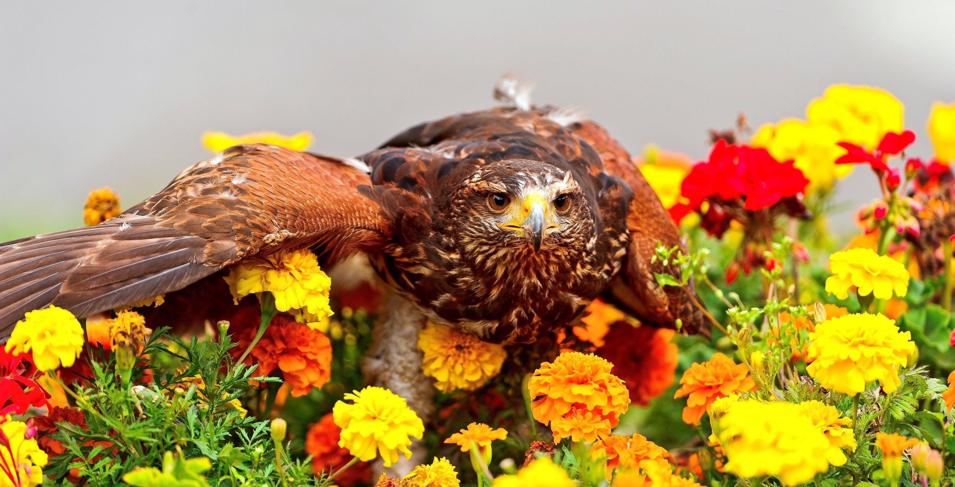 Hawk perched among colorful flowers HD Wallpaper
