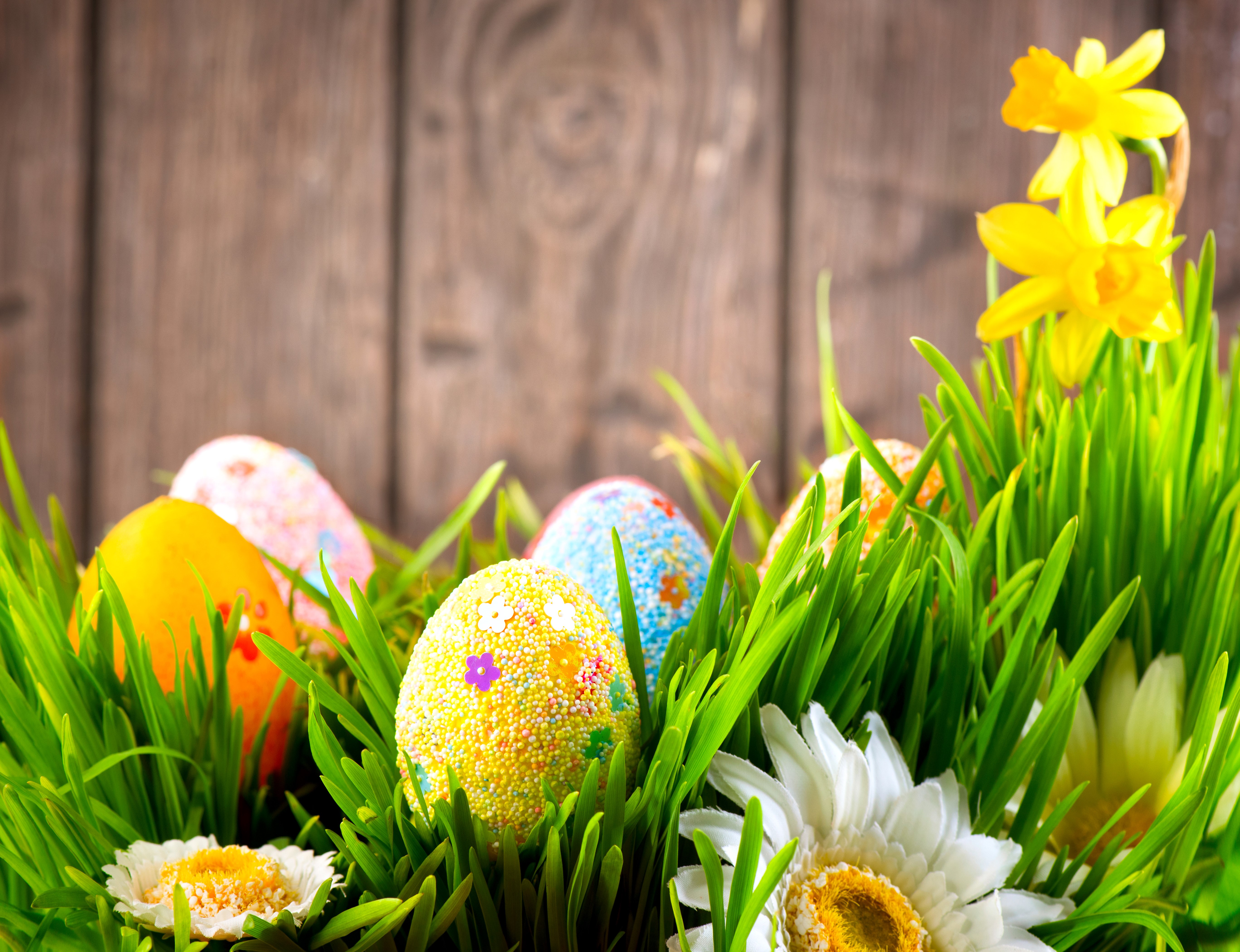 Easter Eggs and Daffodils in Grass HD Wallpaper