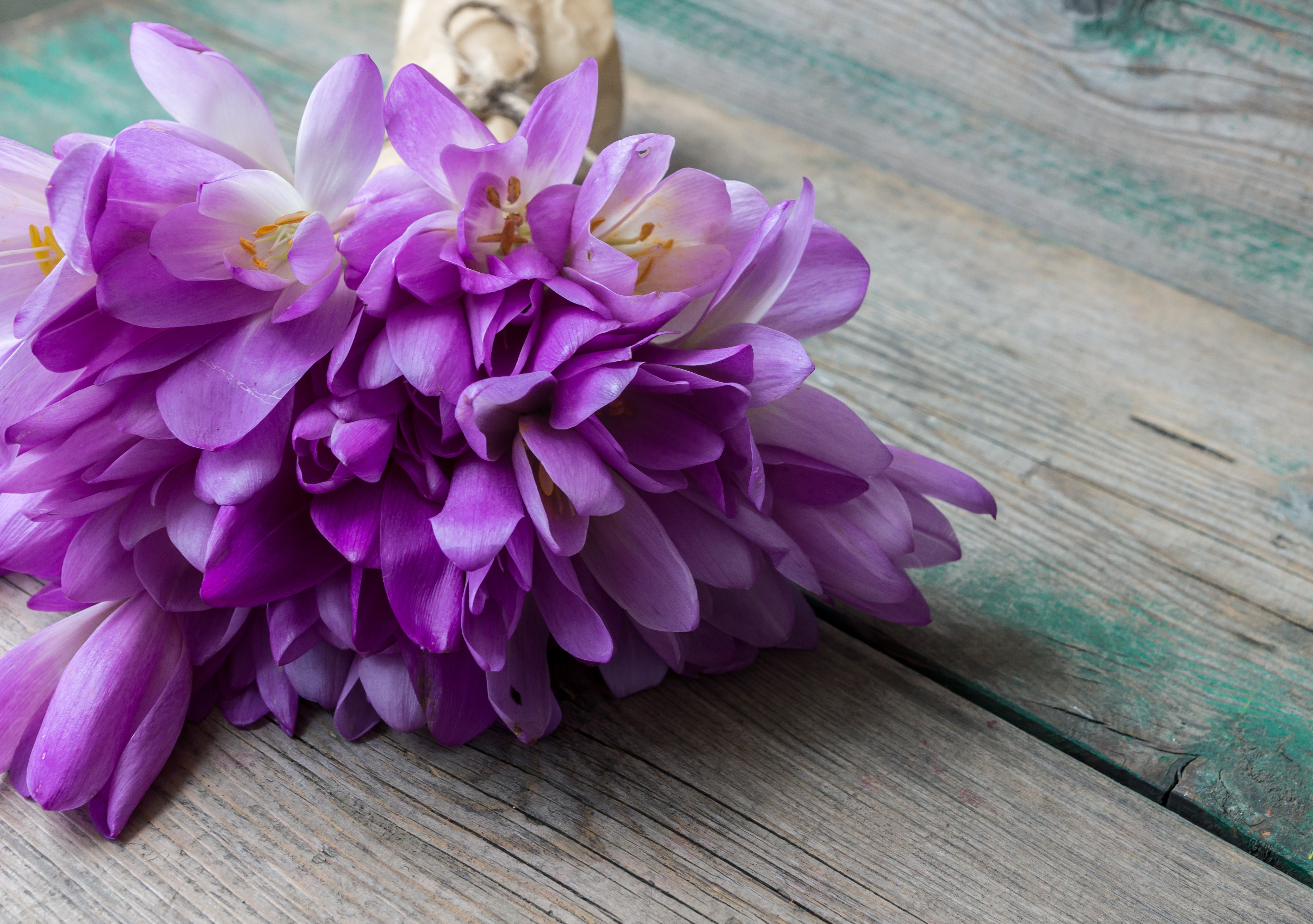 Purple Crocuses on a Wooden Surface HD Wallpaper