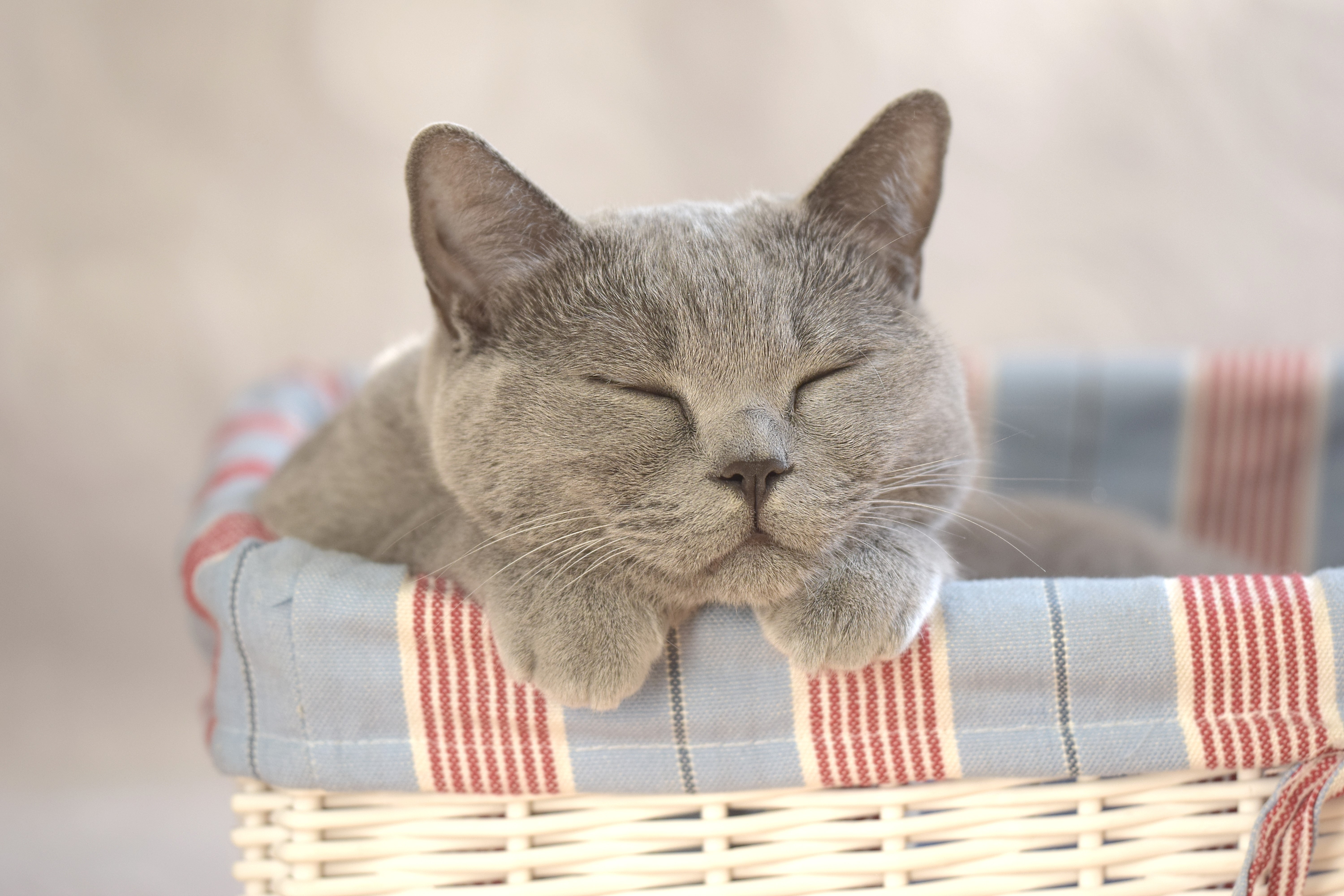 Grey cat sleeping in a basket HD Wallpaper
