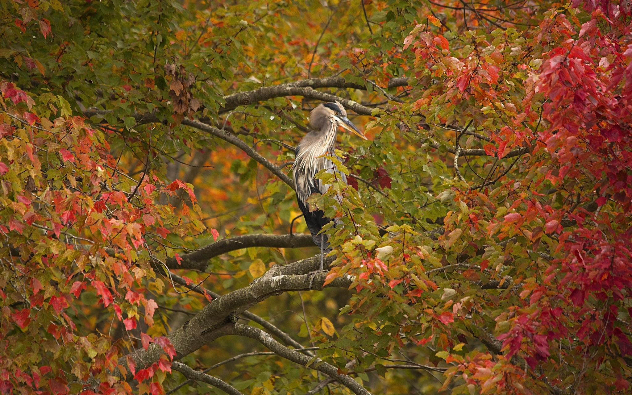 Great Blue Heron perched on a branch with autumn leaves HD Wallpaper