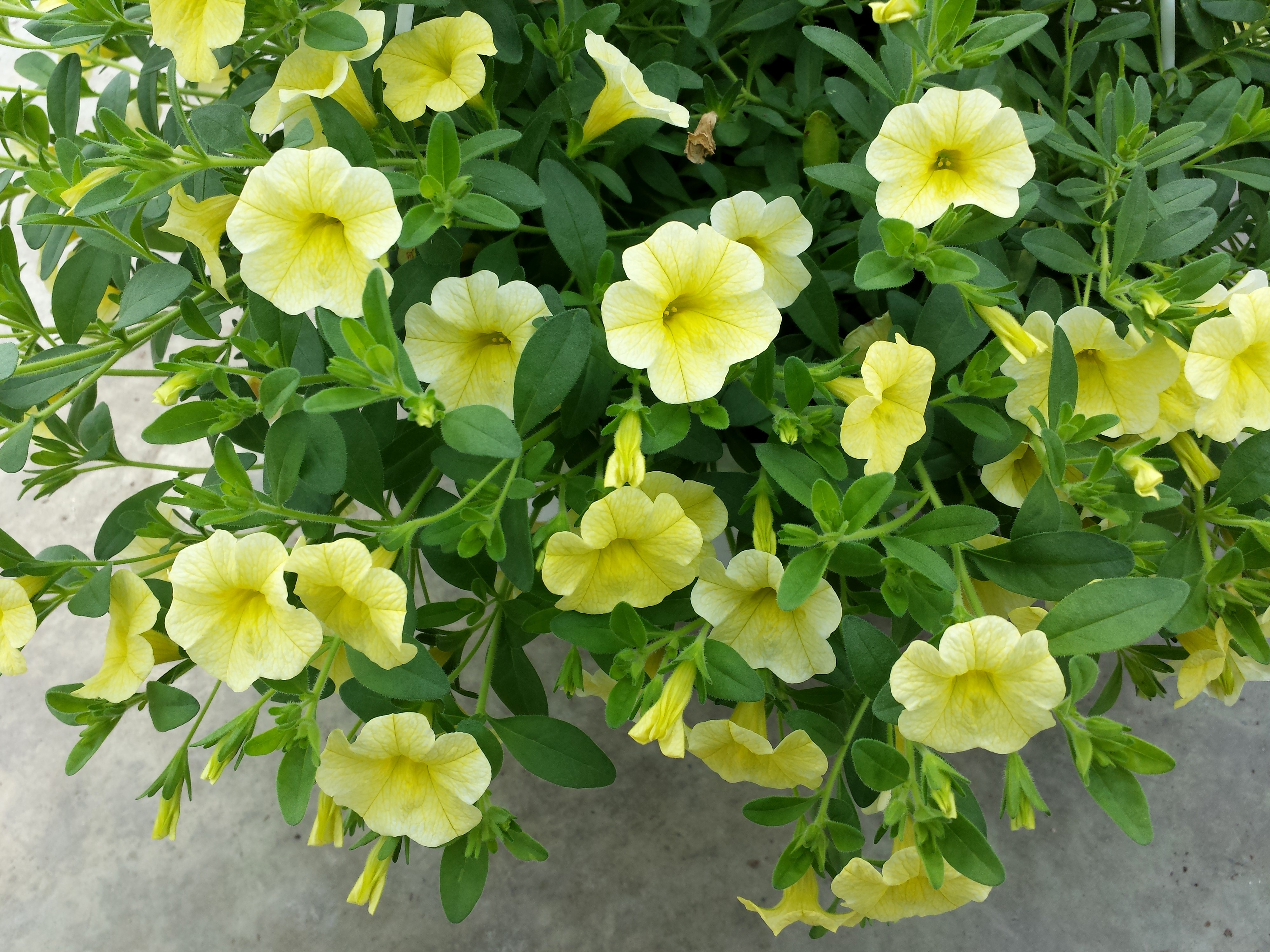 Yellow Petunias in Bloom HD Wallpaper