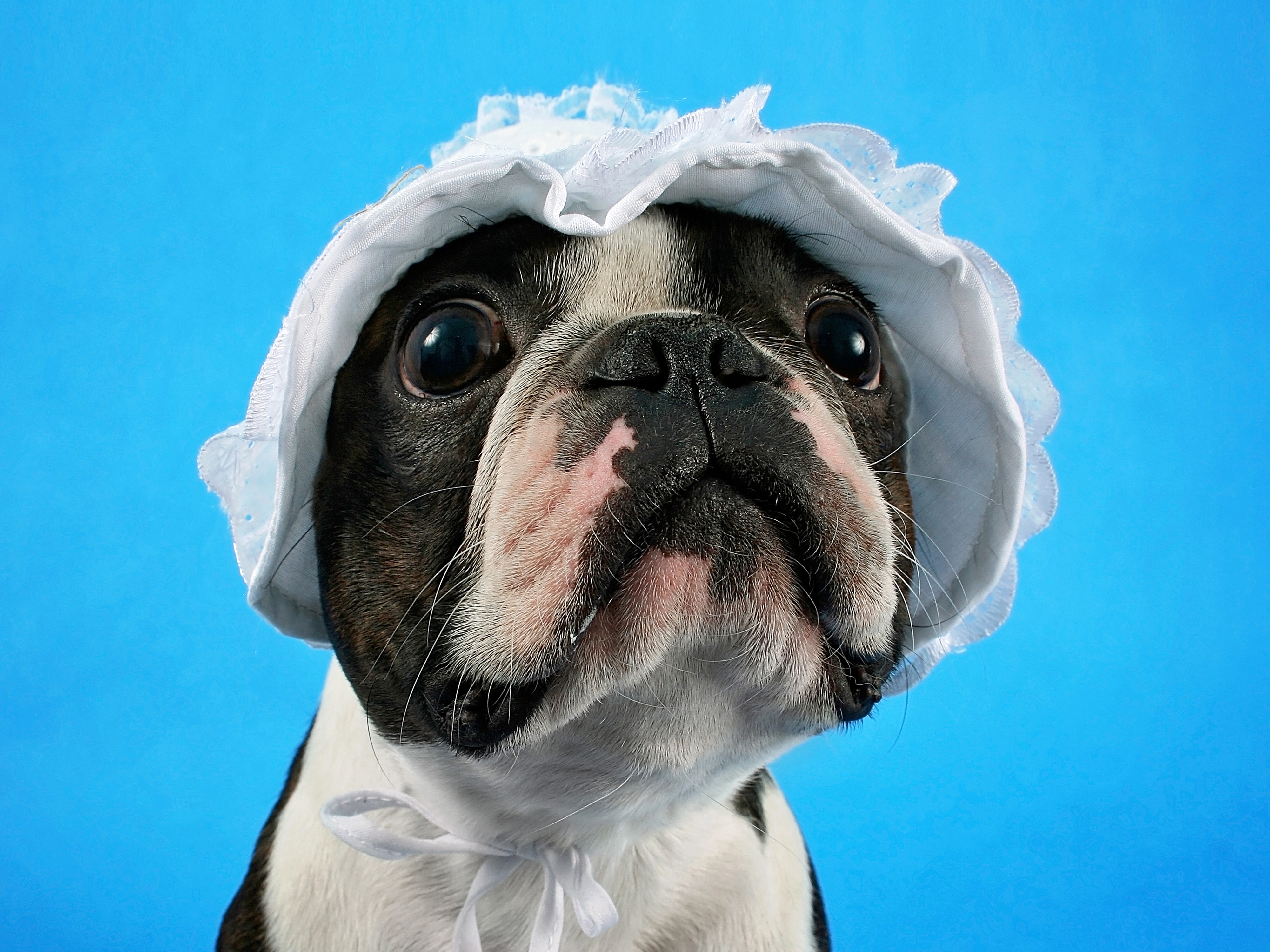 Boston Terrier Dog Wearing a Bonnet HD Wallpaper