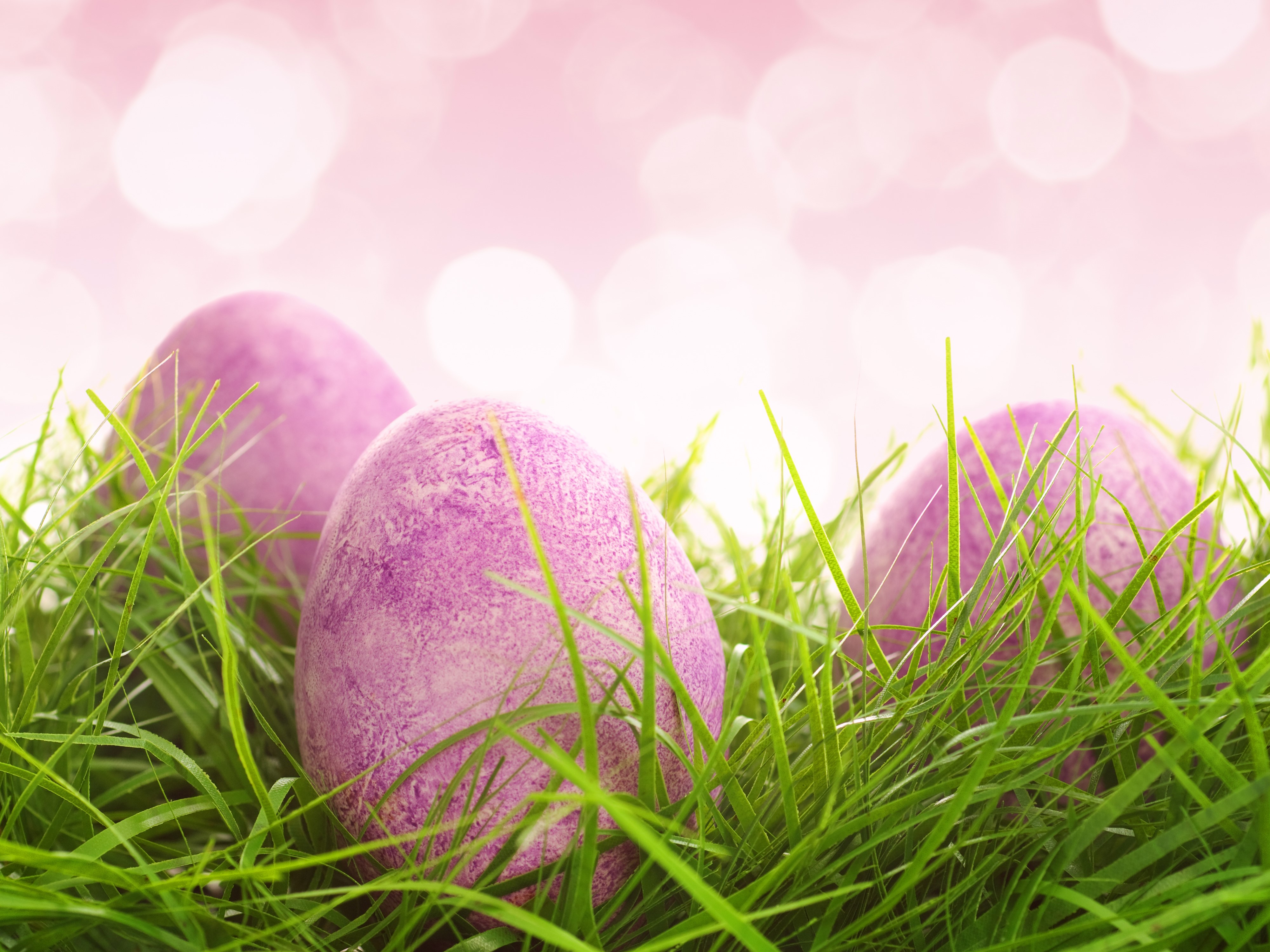 Easter Eggs in Grass with Pink Bokeh Background HD Wallpaper