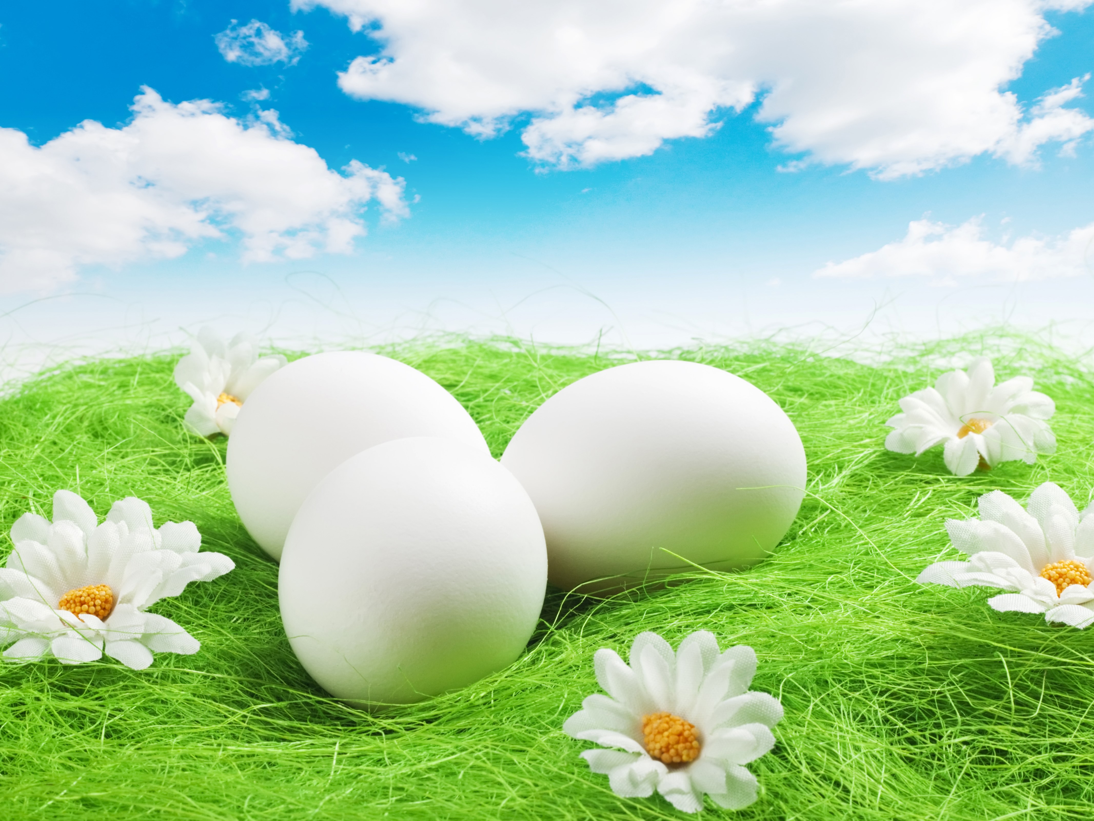 Easter Eggs and Camomiles on Green Grass HD Wallpaper