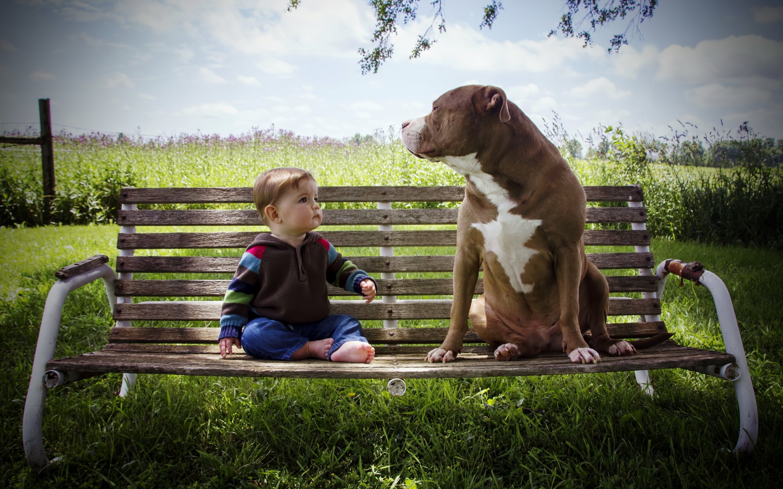 Baby and Pitbull dog sitting on a bench HD Wallpaper