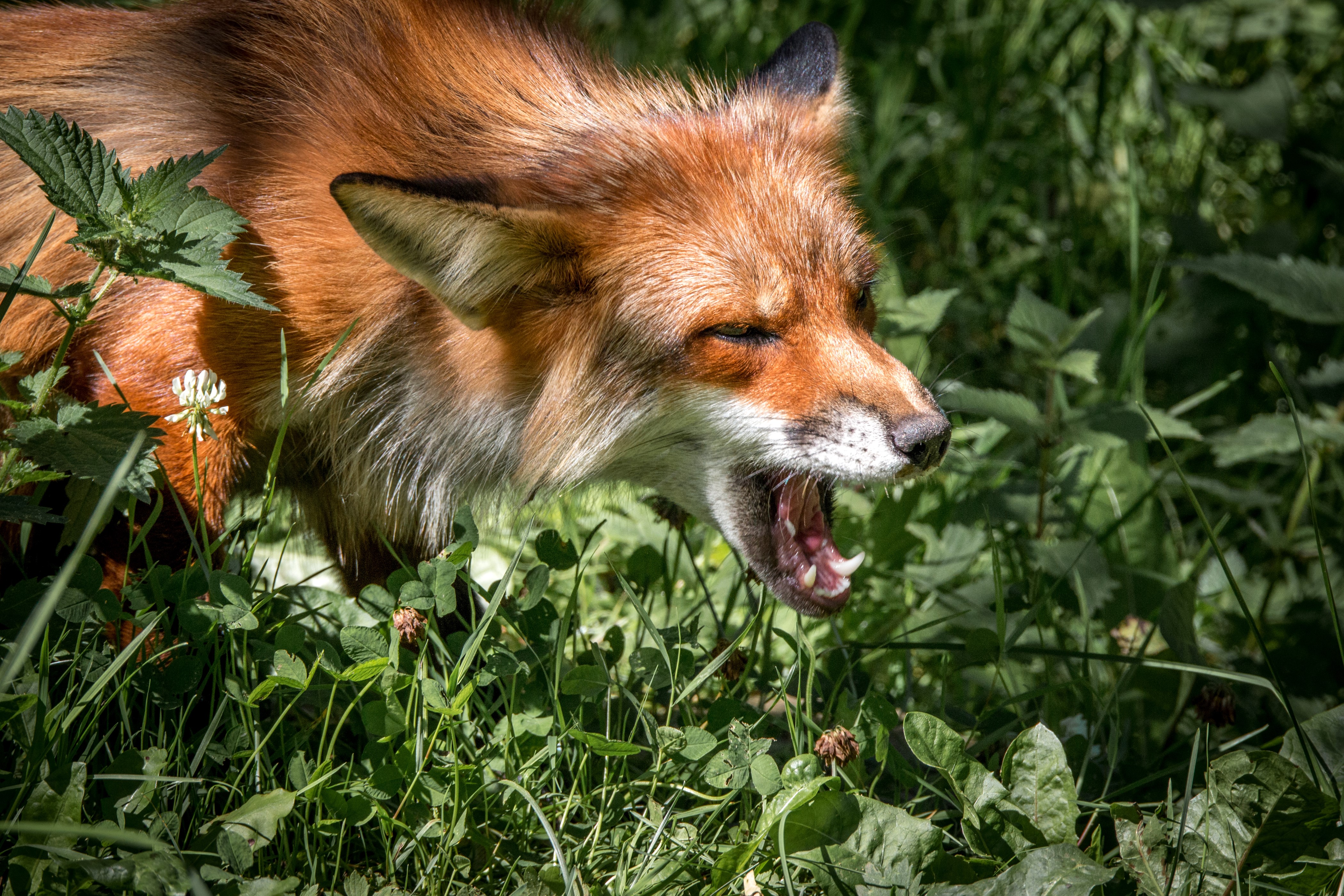 Fox yawning in grass HD Wallpaper