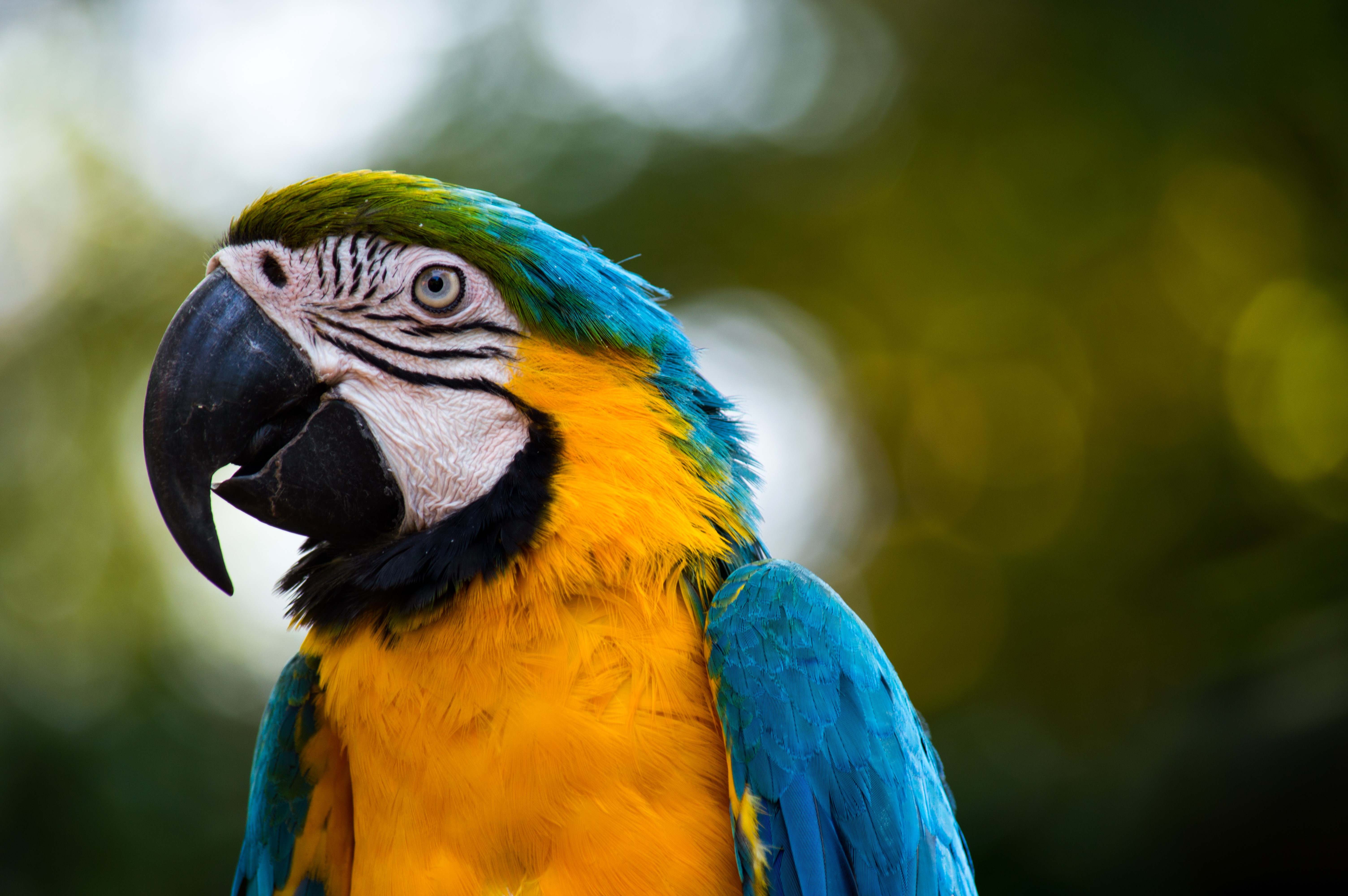 Blue and yellow macaw parrot HD Wallpaper