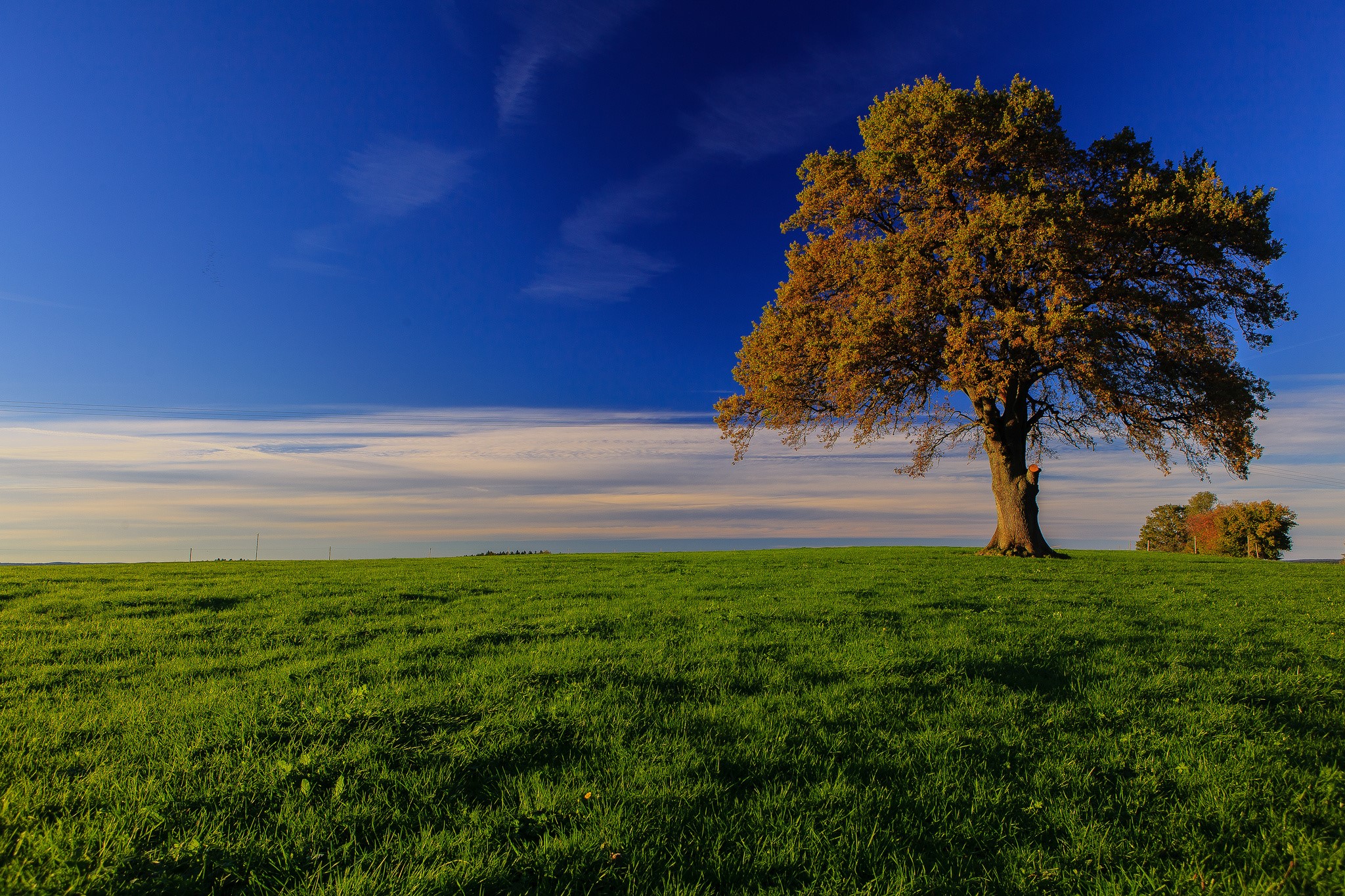 Lone tree on a grassy hill under a blue sky HD Wallpaper