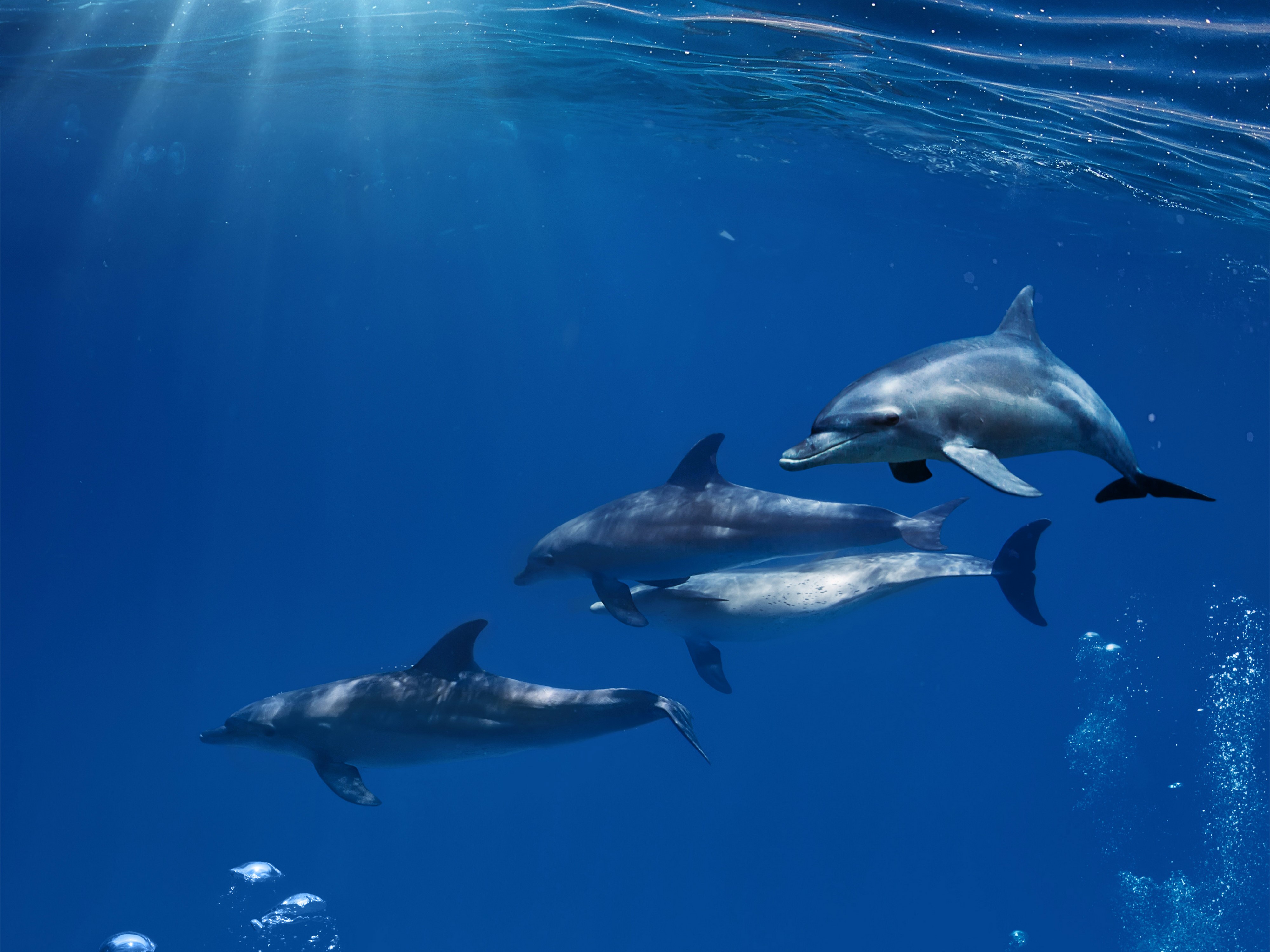 Four Dolphins Swimming Underwater HD Wallpaper