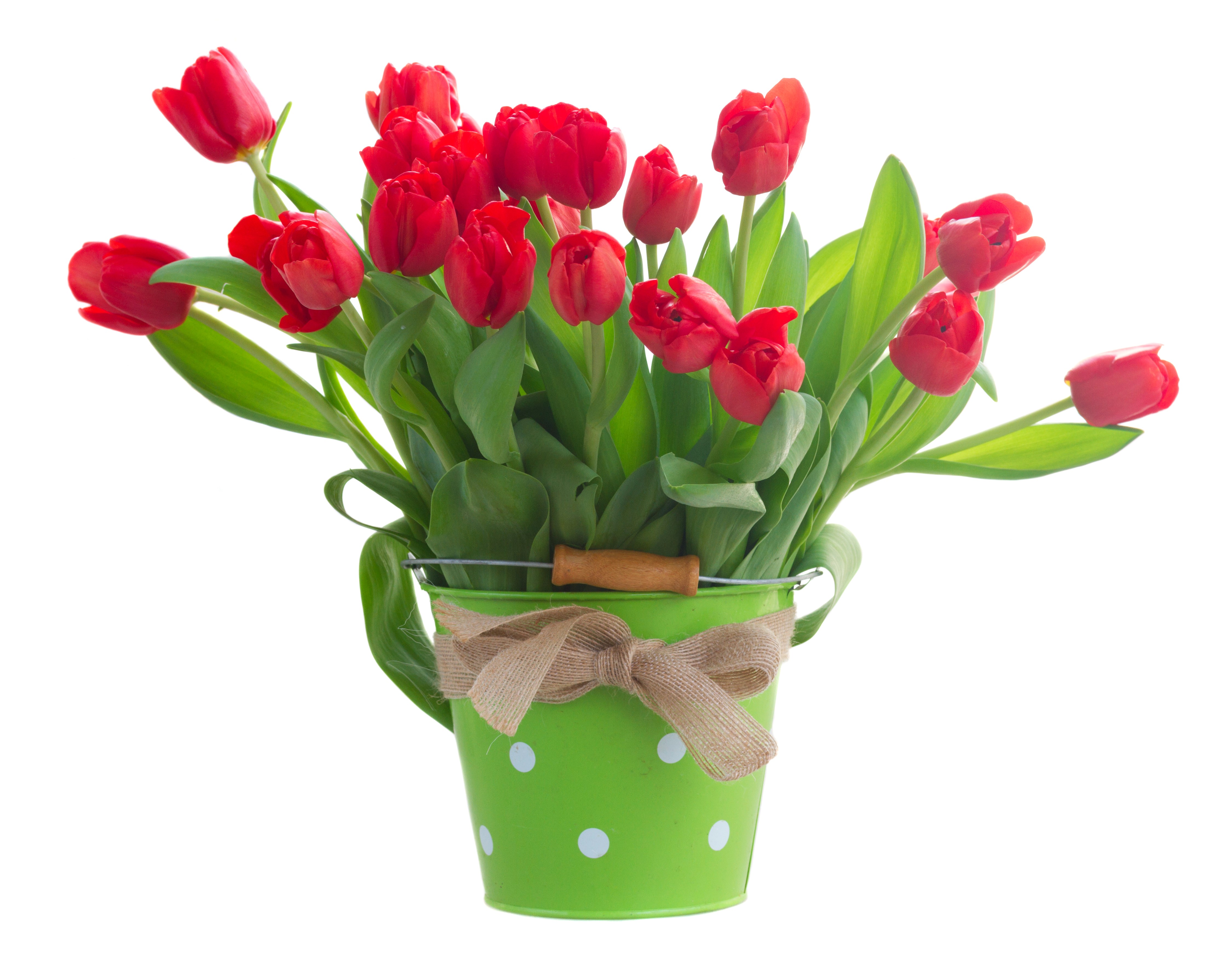 Red Tulips in a Green Bucket HD Wallpaper