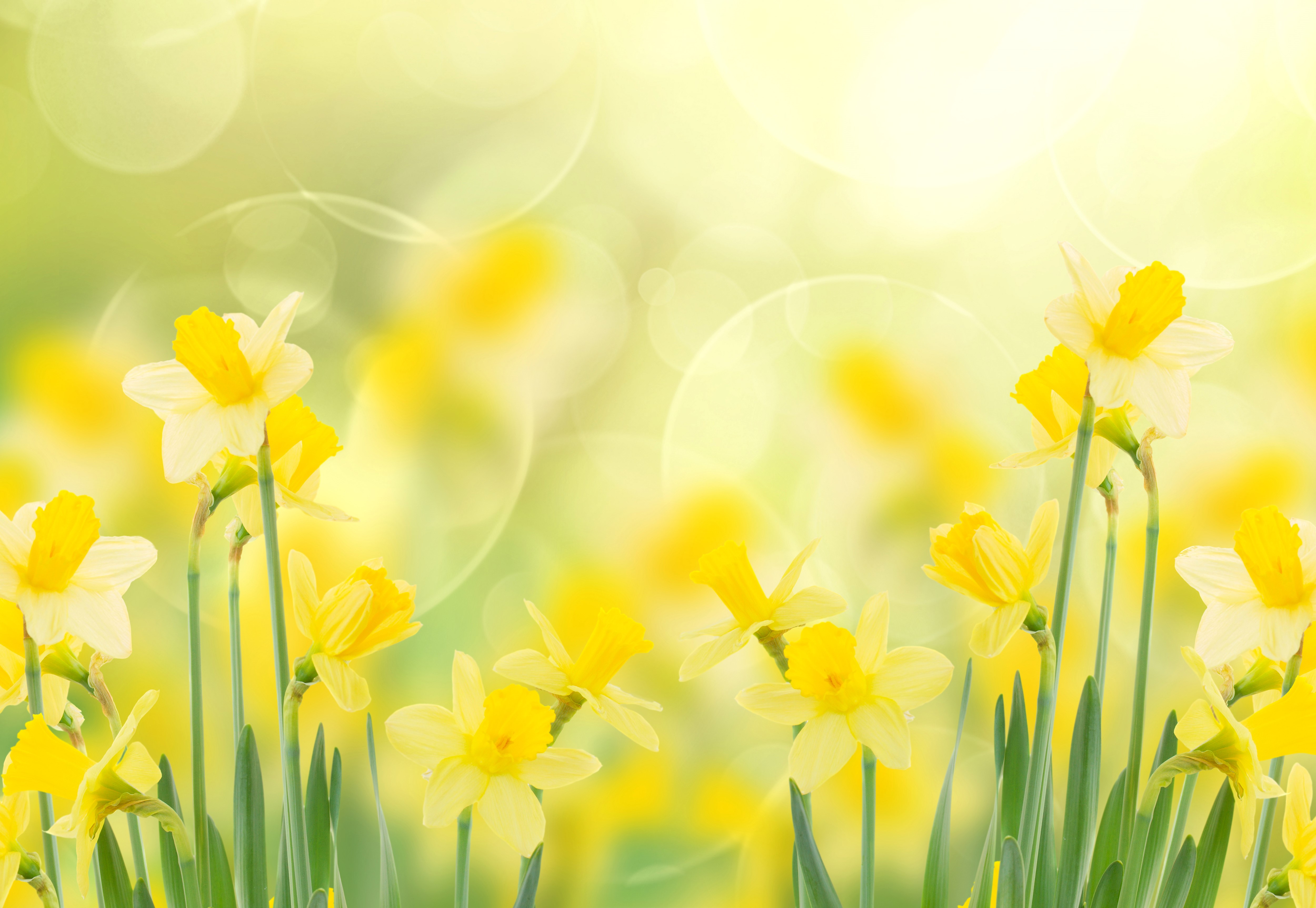 Yellow Daffodils with Bokeh Background HD Wallpaper