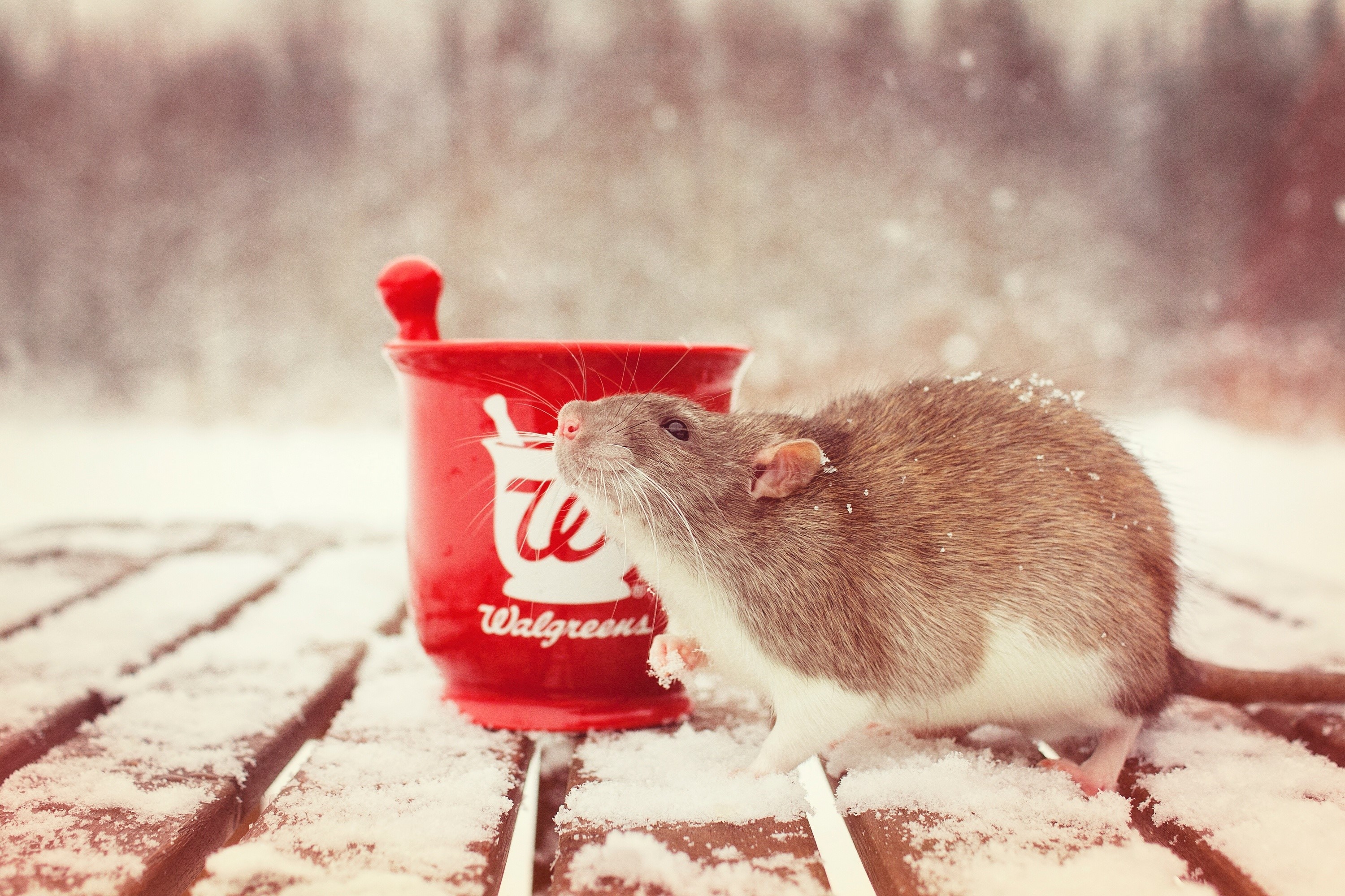 Rat and Walgreens mug in the snow HD Wallpaper