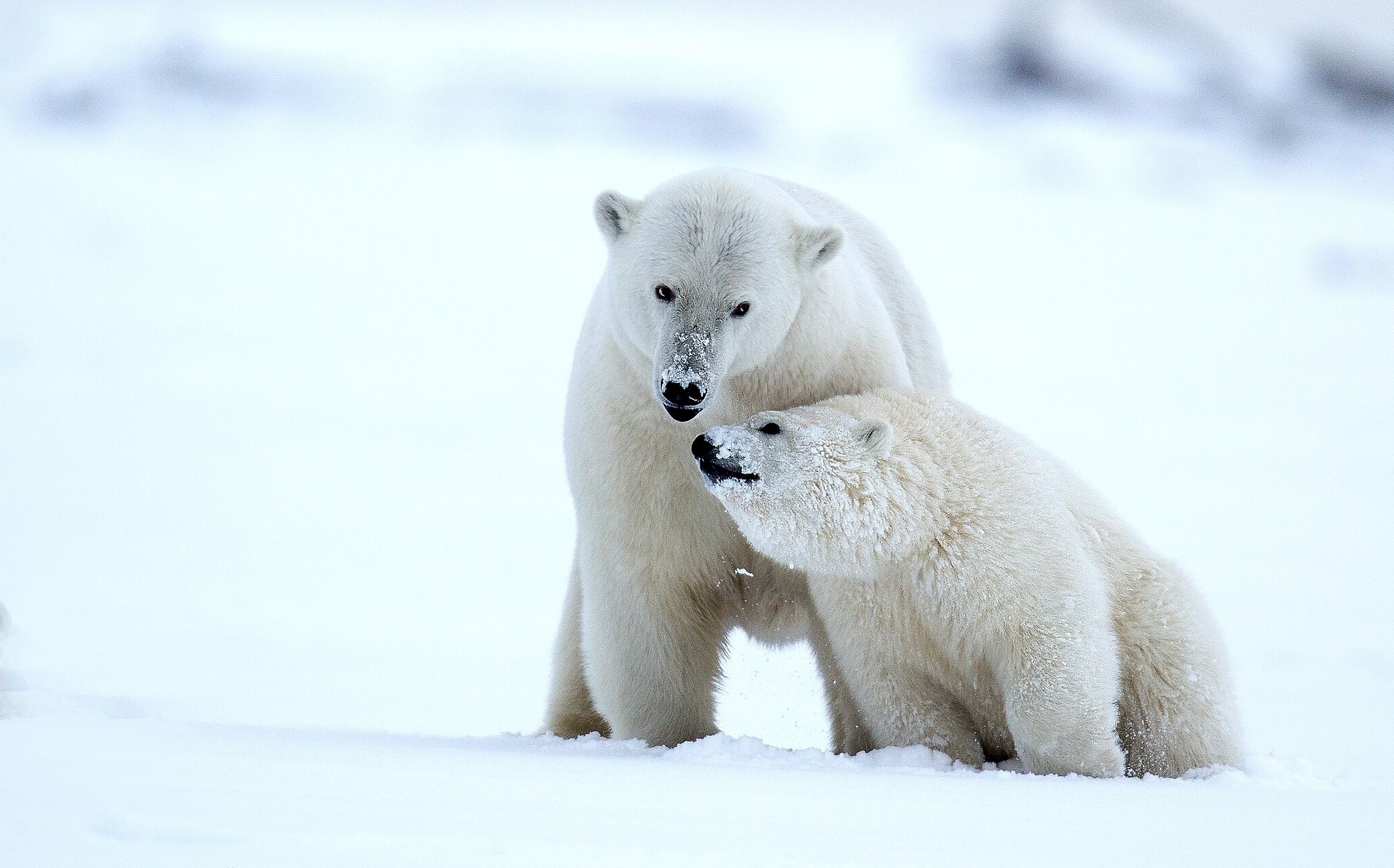 Two polar bears in the snow HD Wallpaper