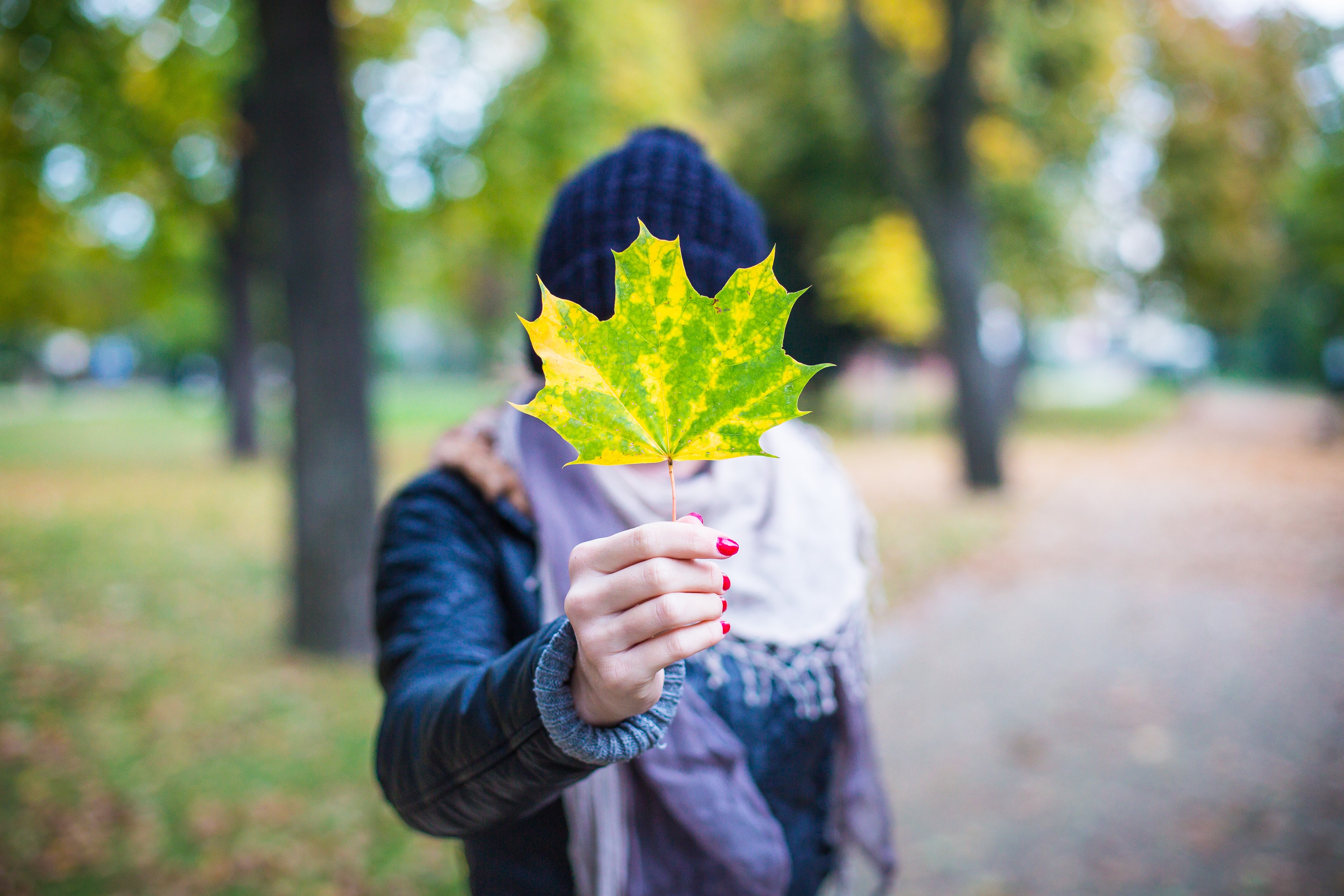 Person holding a green and yellow maple leaf HD Wallpaper