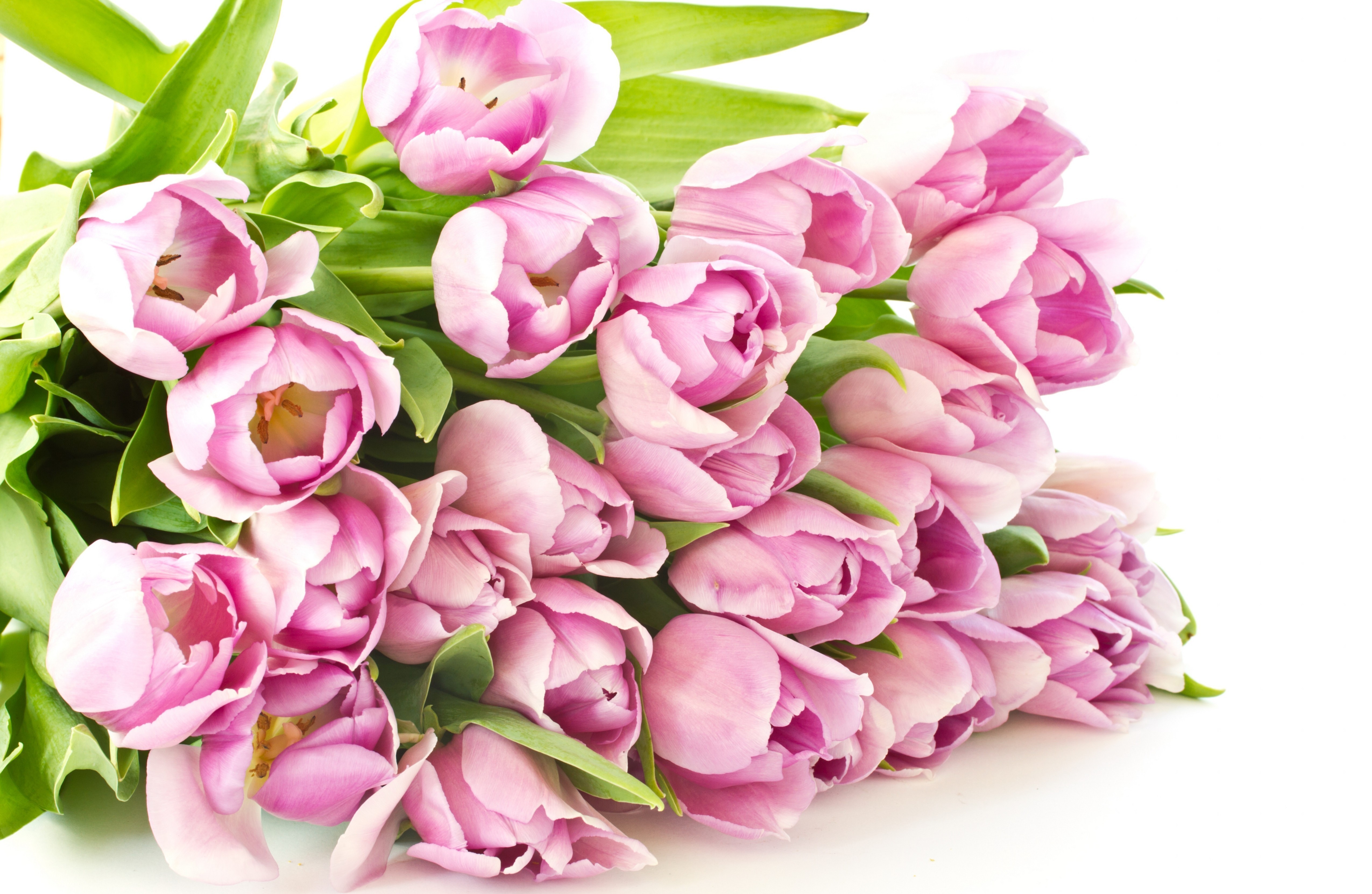 Pink Tulips HD Wallpaper
