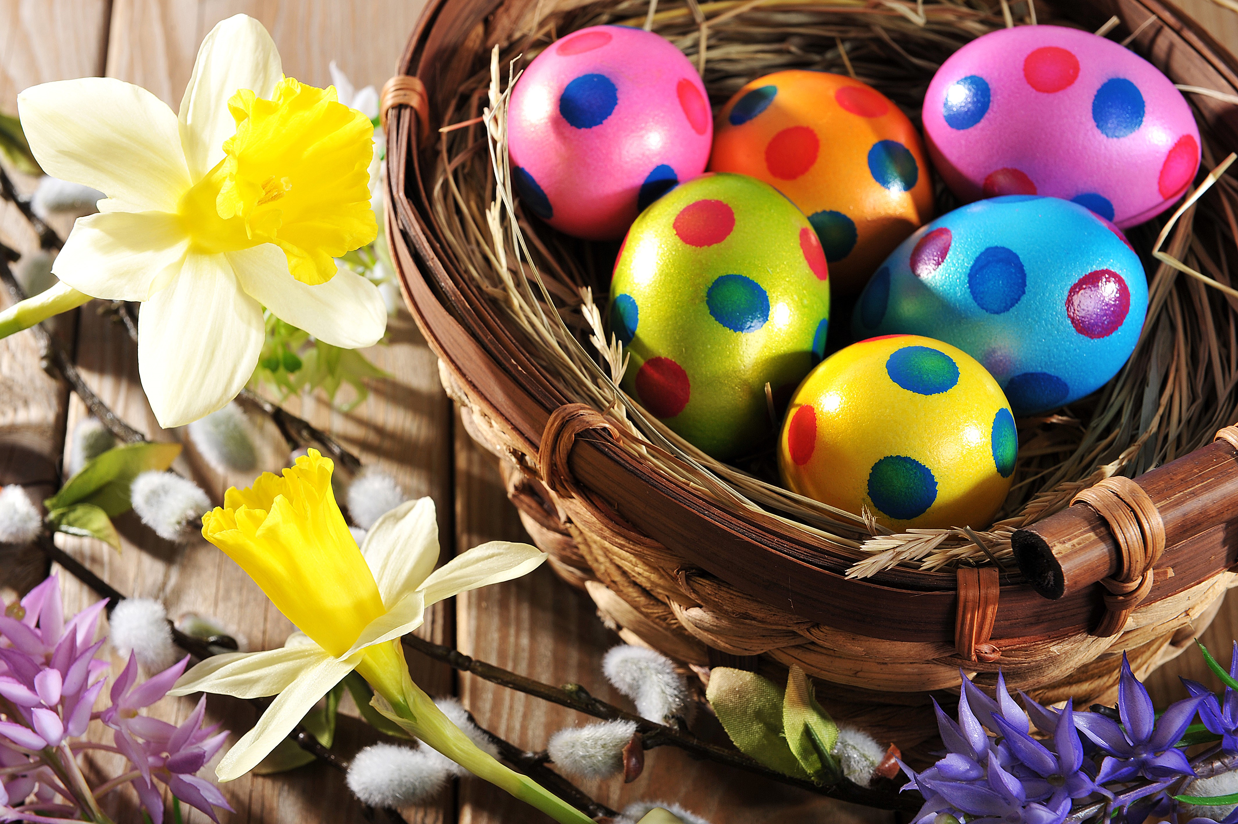 Easter eggs in a nest with daffodils HD Wallpaper
