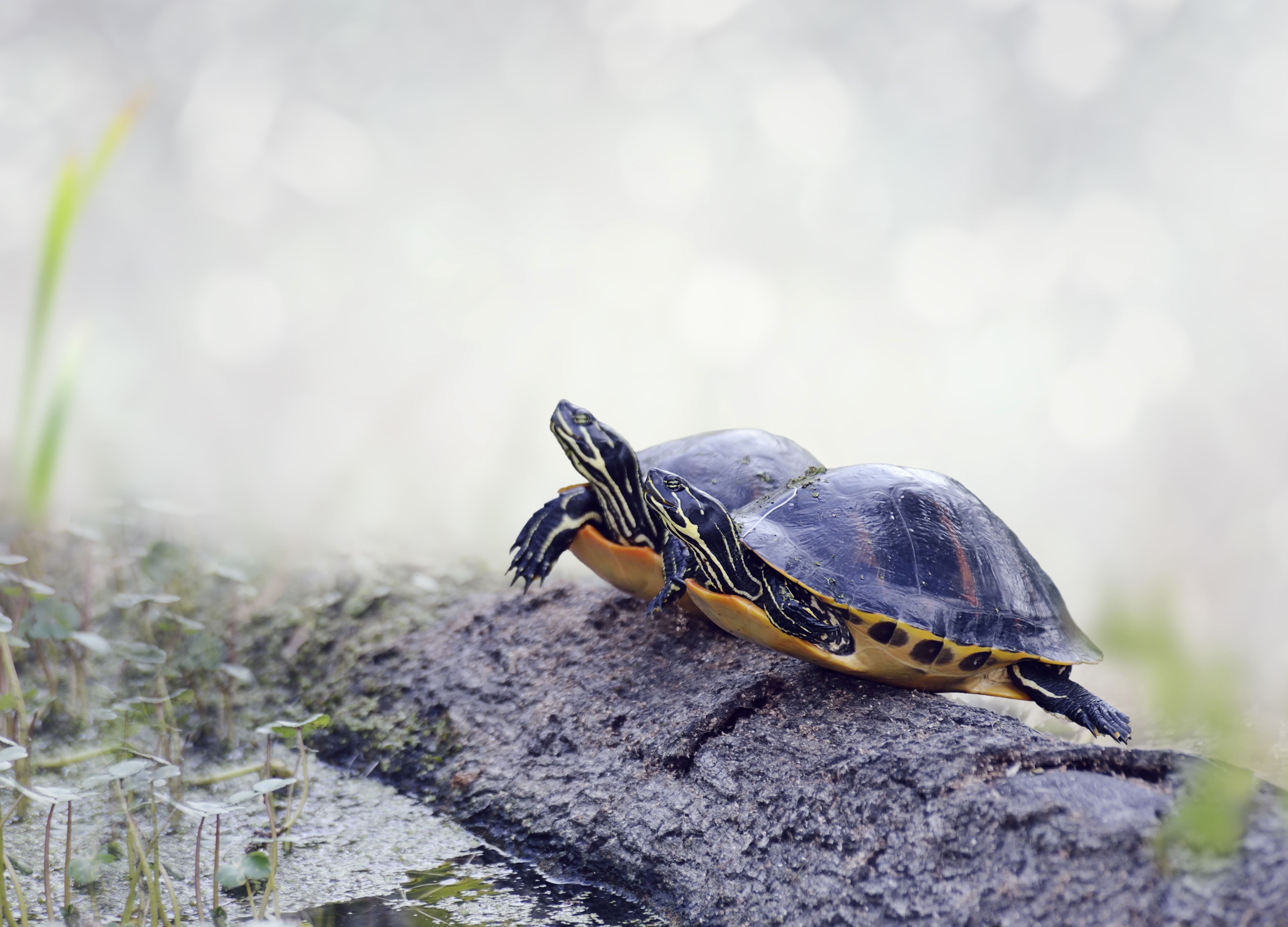 Two painted turtles on a log HD Wallpaper