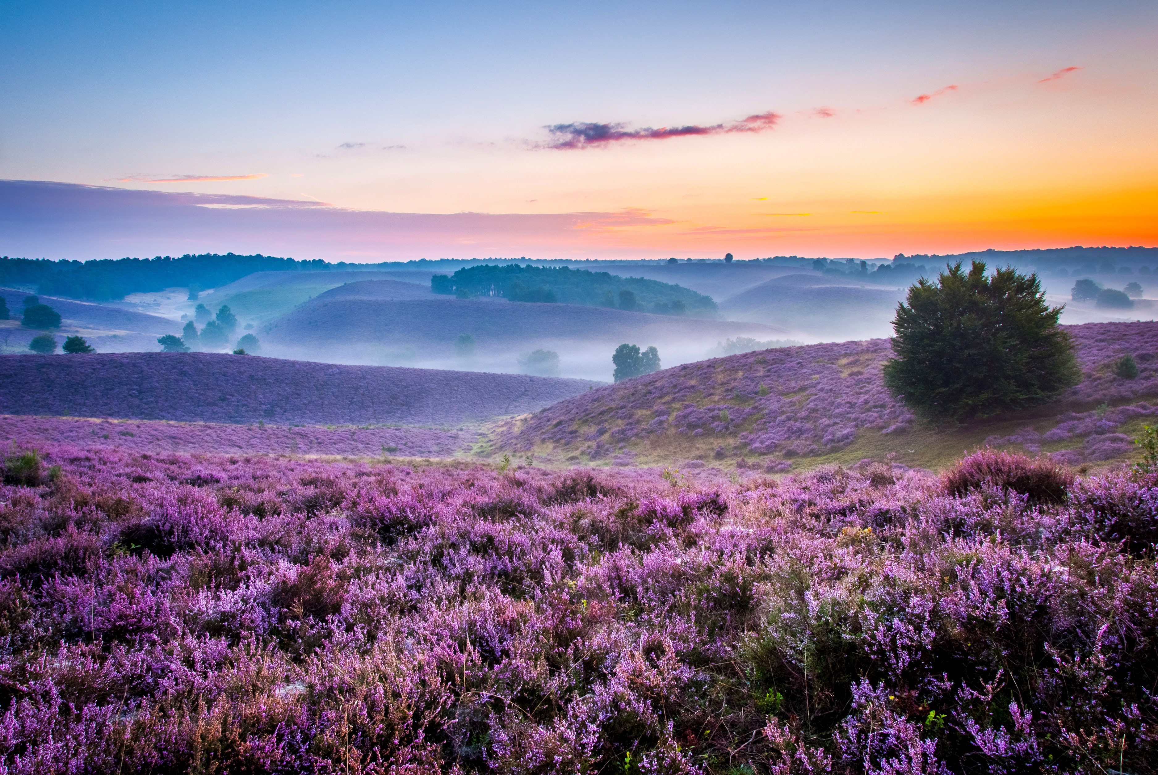 Purple heather fields at sunrise with fog HD Wallpaper