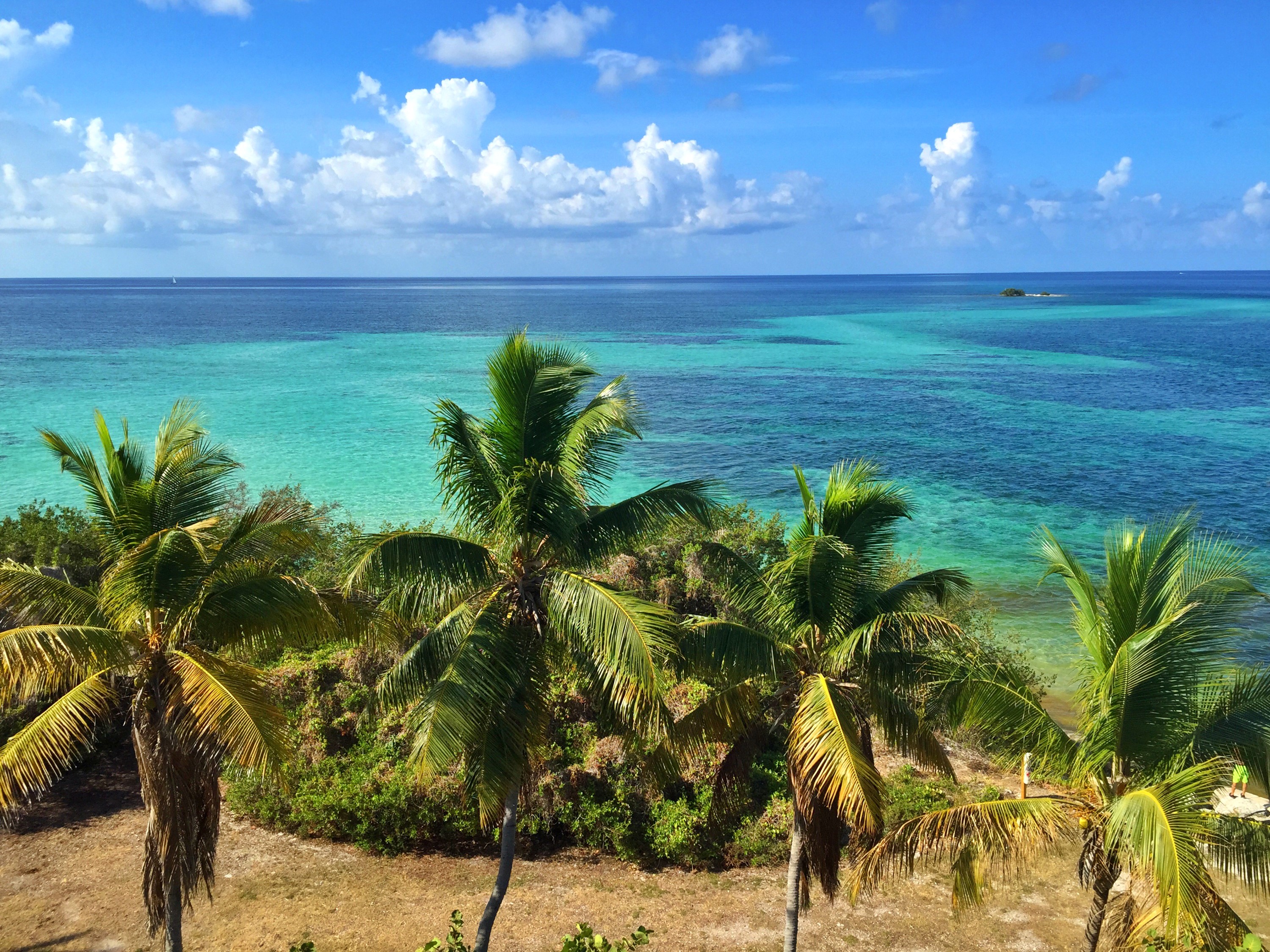 Palm trees on the coast of Florida under a blue sky HD Wallpaper