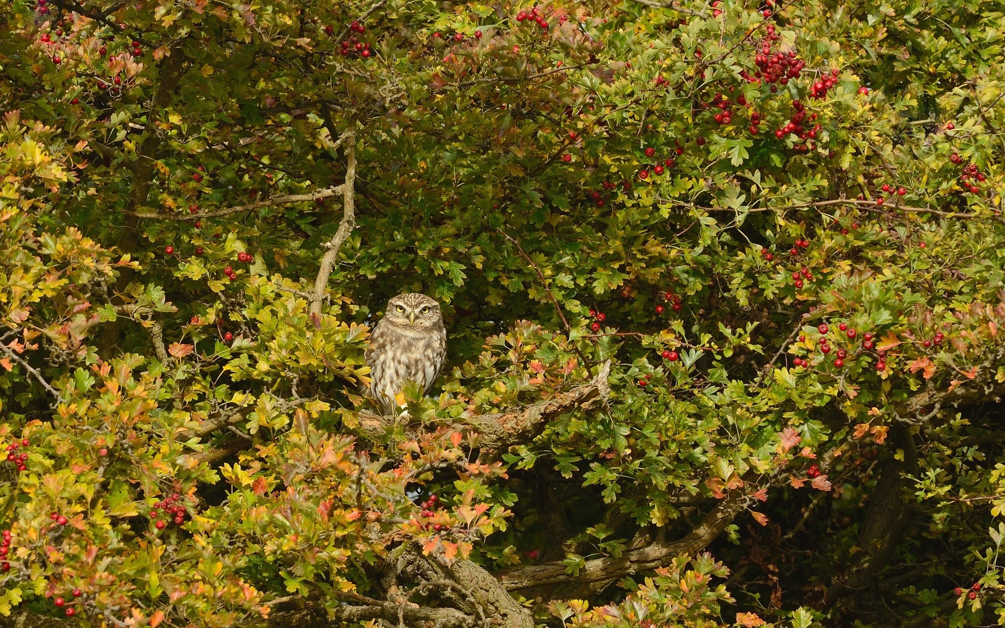 Little Owl perched on a branch with red berries HD Wallpaper