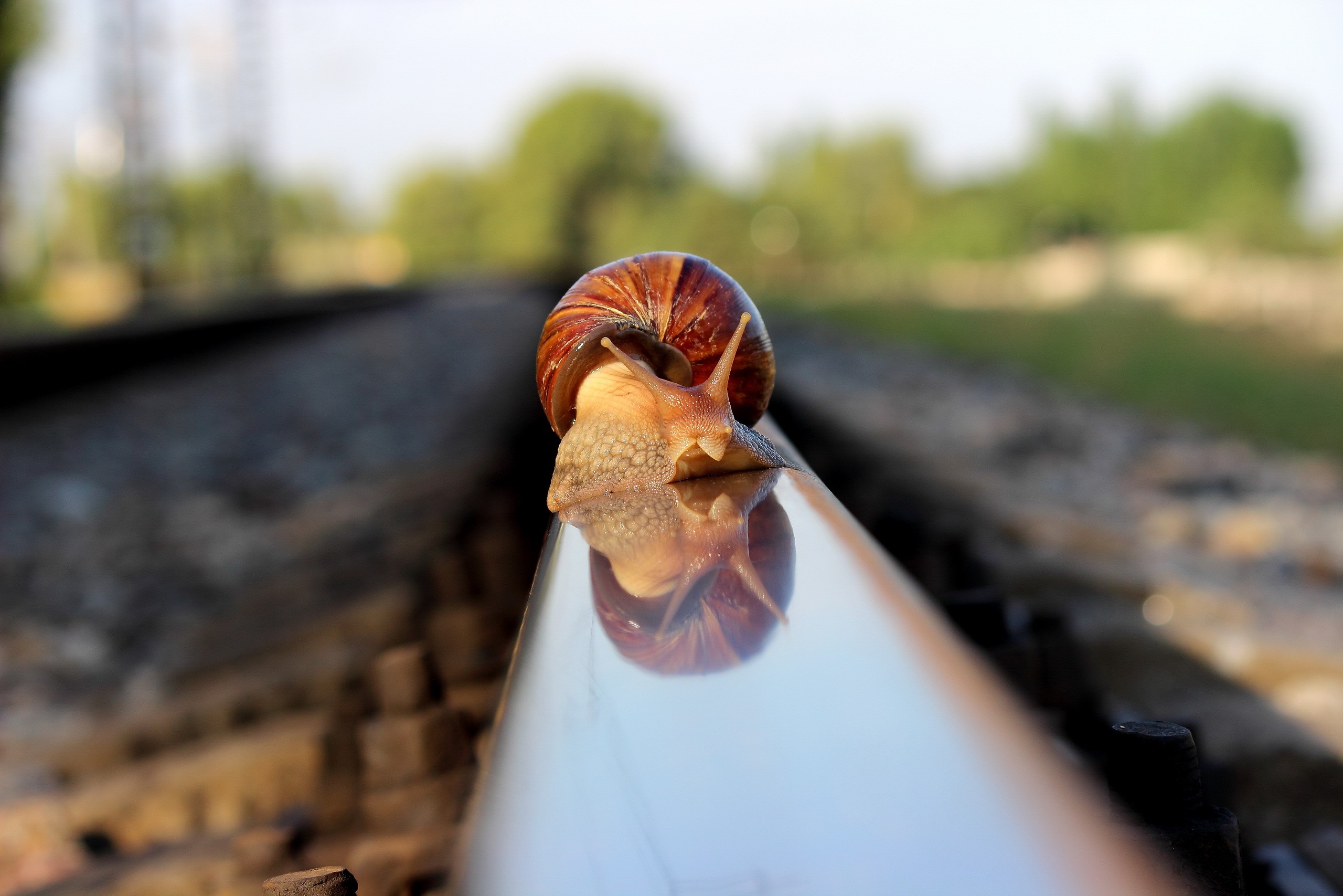 Snail on a railroad track HD Wallpaper