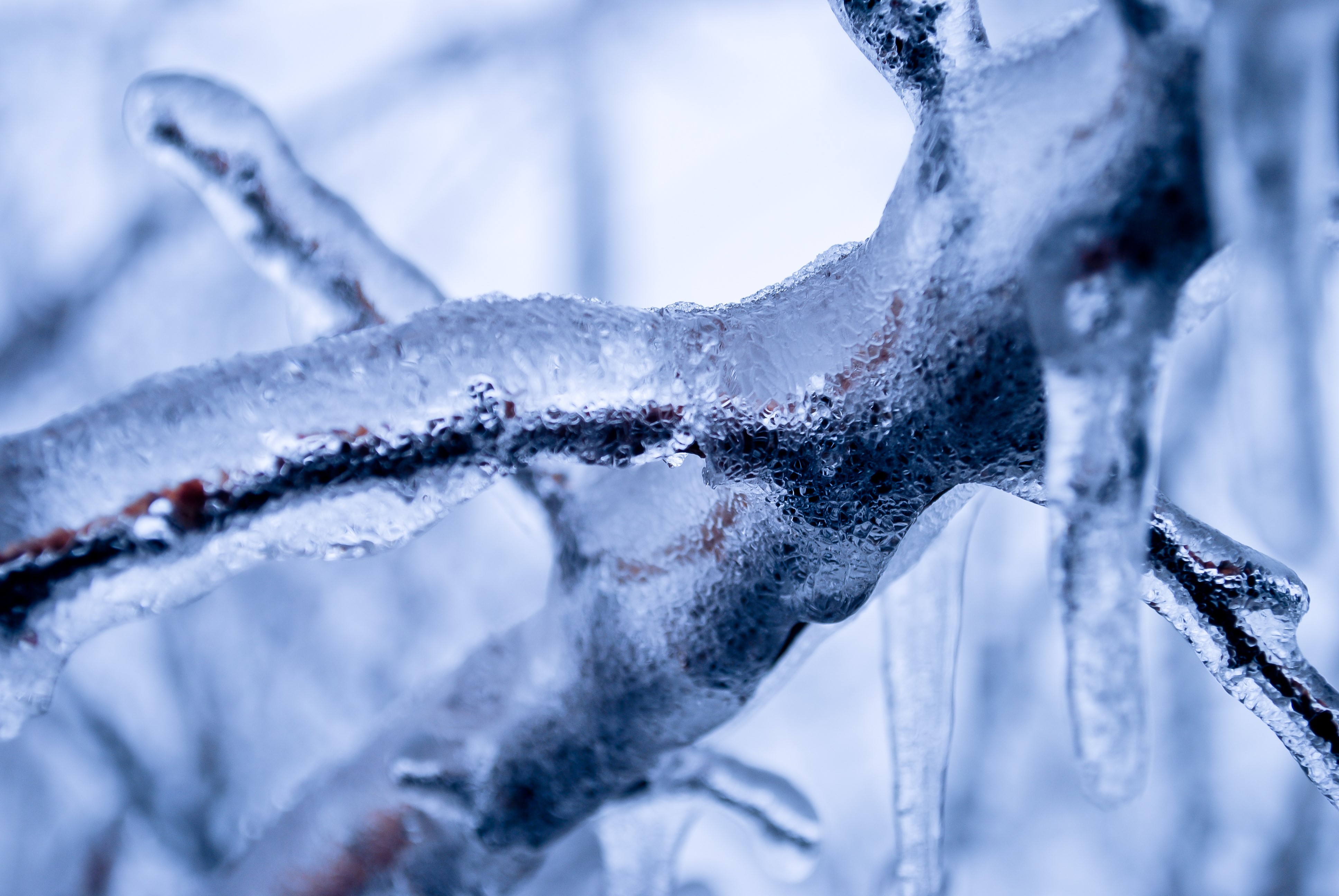 Closeup of ice-covered branches HD Wallpaper