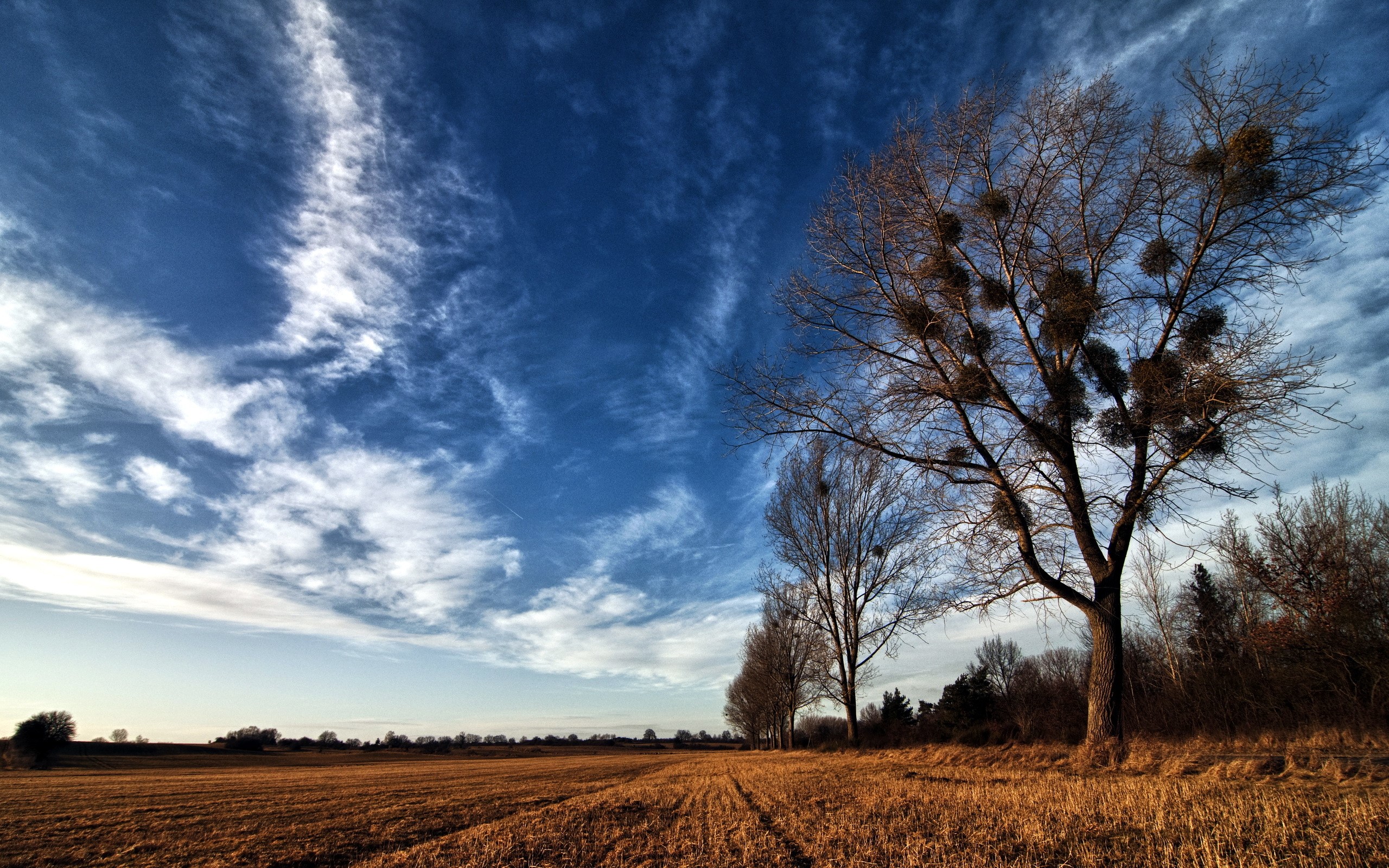 Bare trees in a field under a cloudy blue sky HD Wallpaper